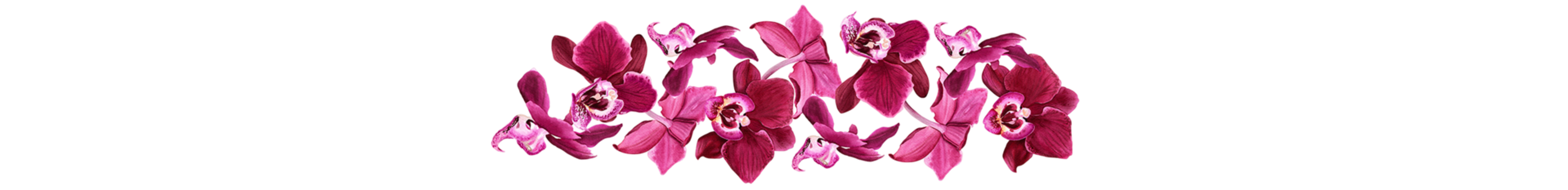 A horizontal row of vibrant pink orchids with deep magenta and white centers is displayed against a black background.