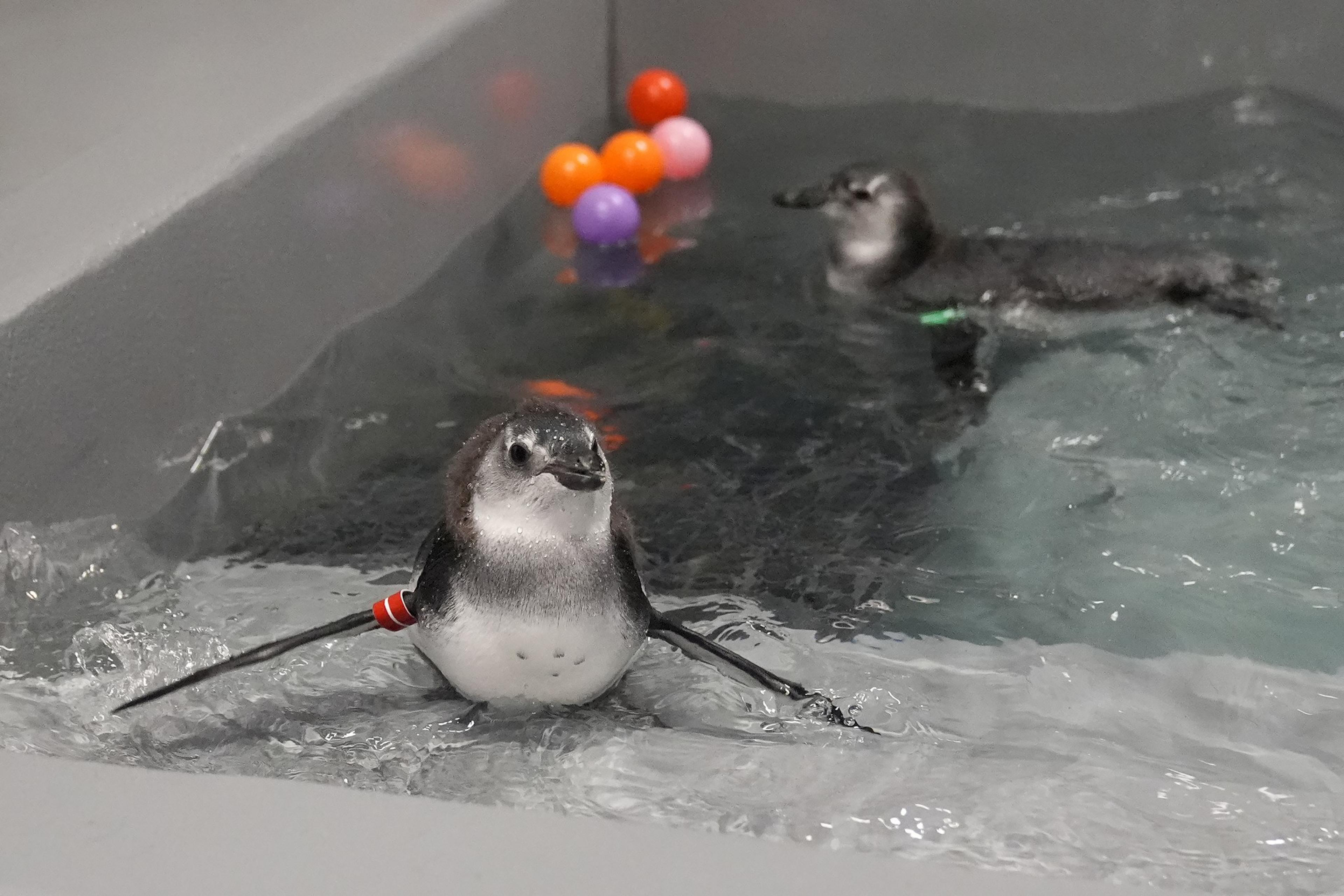 Two baby penguins