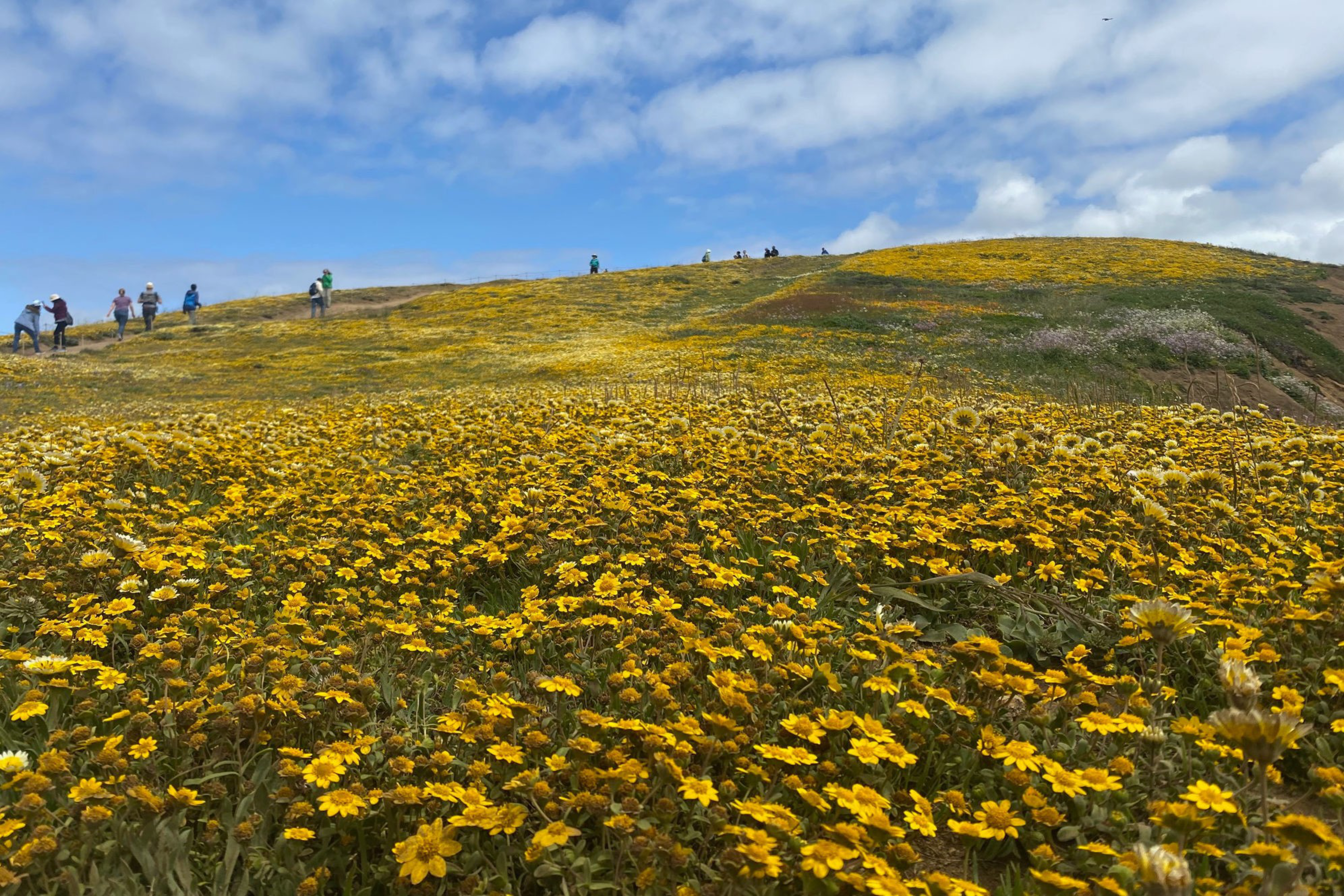 A vast hillside covered in bright yellow wildflowers under a blue sky with scattered clouds, with people walking along the ridge.