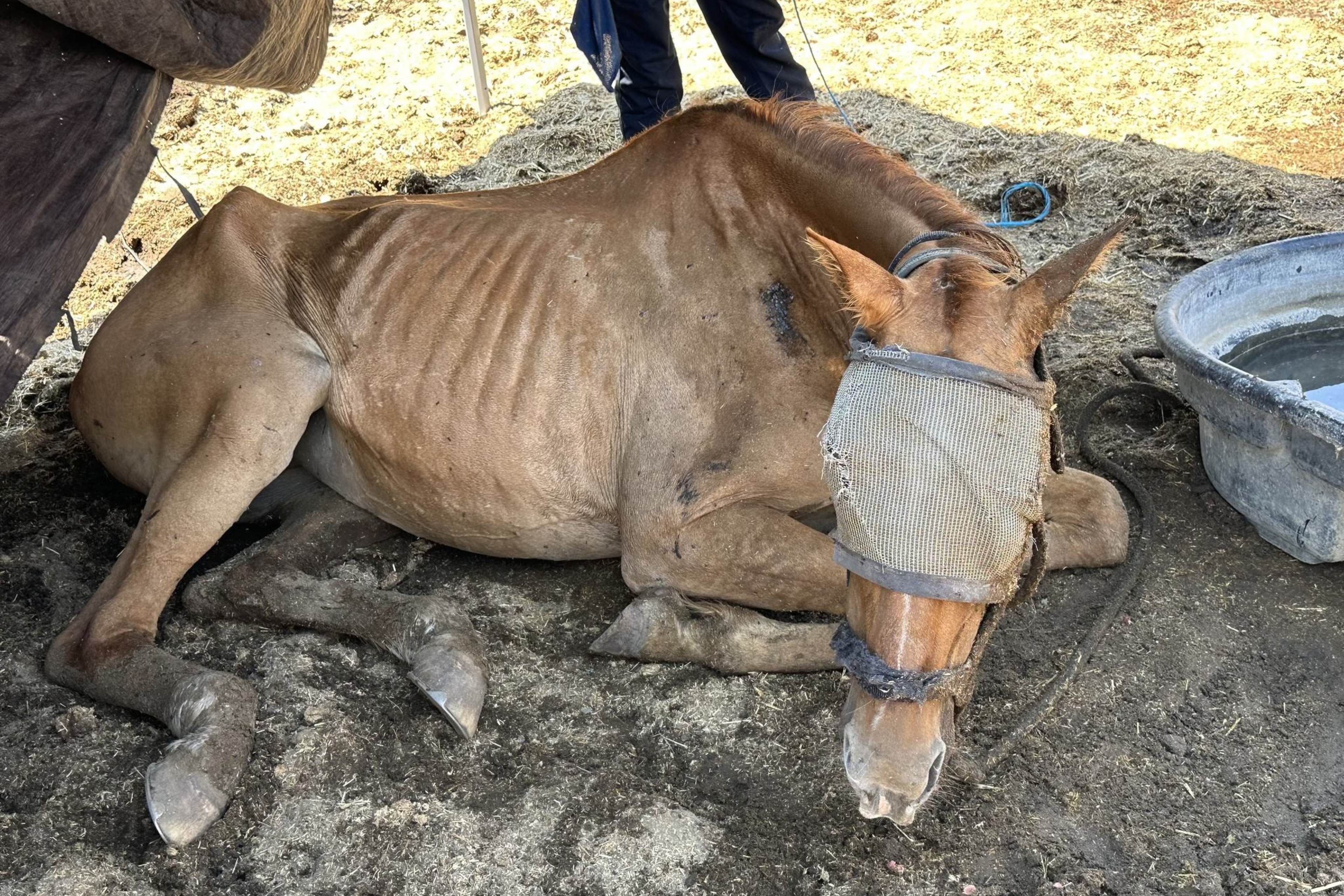 A horse named Honey lays on the ground on a a ranch on Weller Road in Milpitas on July 12, 2024. The horse died a few hours later. The ranch is owned by Chaparralâ€™s owners are Shawn Mott and Susan Pennell.