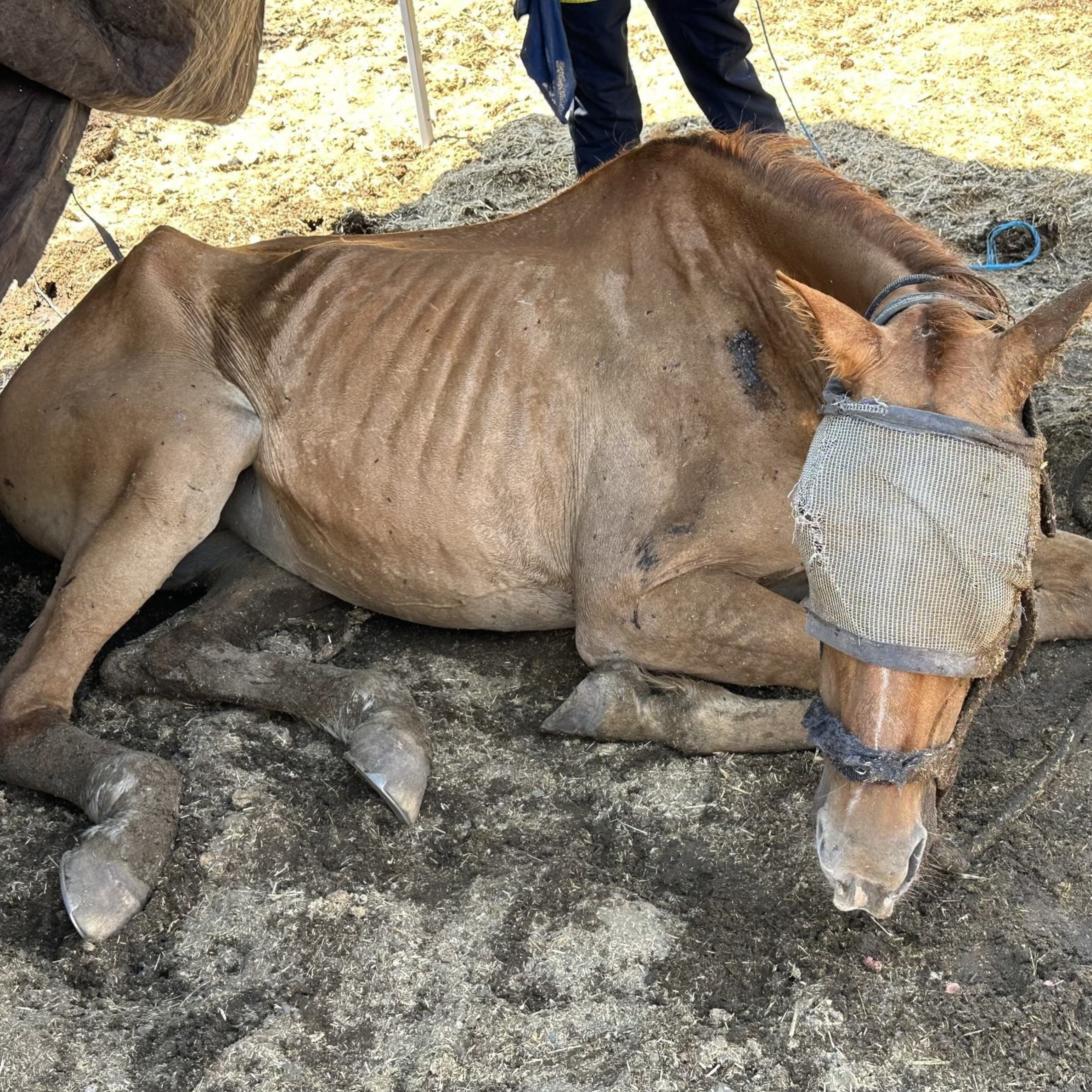 A horse named Honey lays on the ground on a a ranch on Weller Road in Milpitas on July 12, 2024. The horse died a few hours later. The ranch is owned by Chaparralâ€™s owners are Shawn Mott and Susan Pennell.