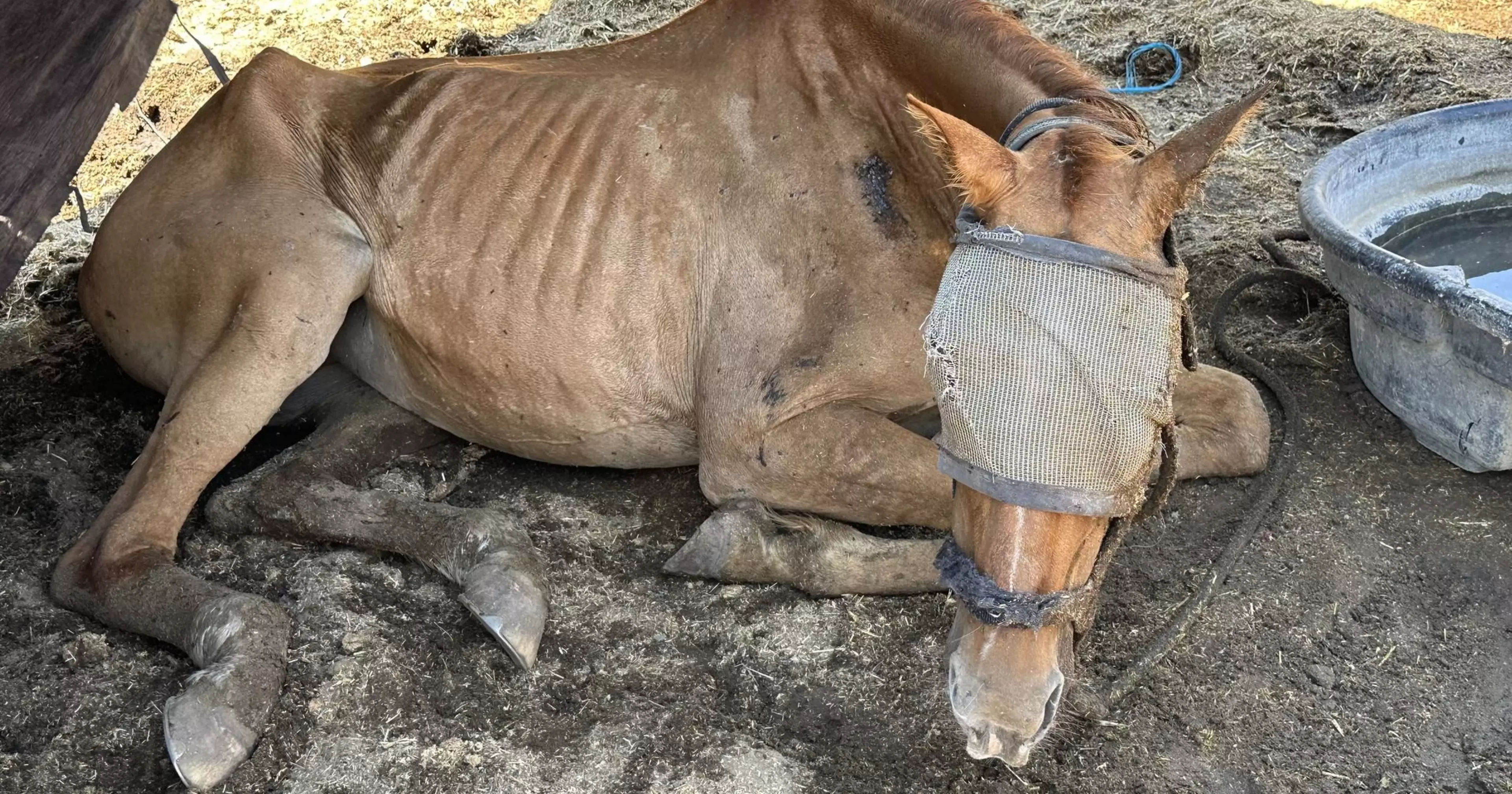 Manager of Bay Area horse riding company charged with animal cruelty