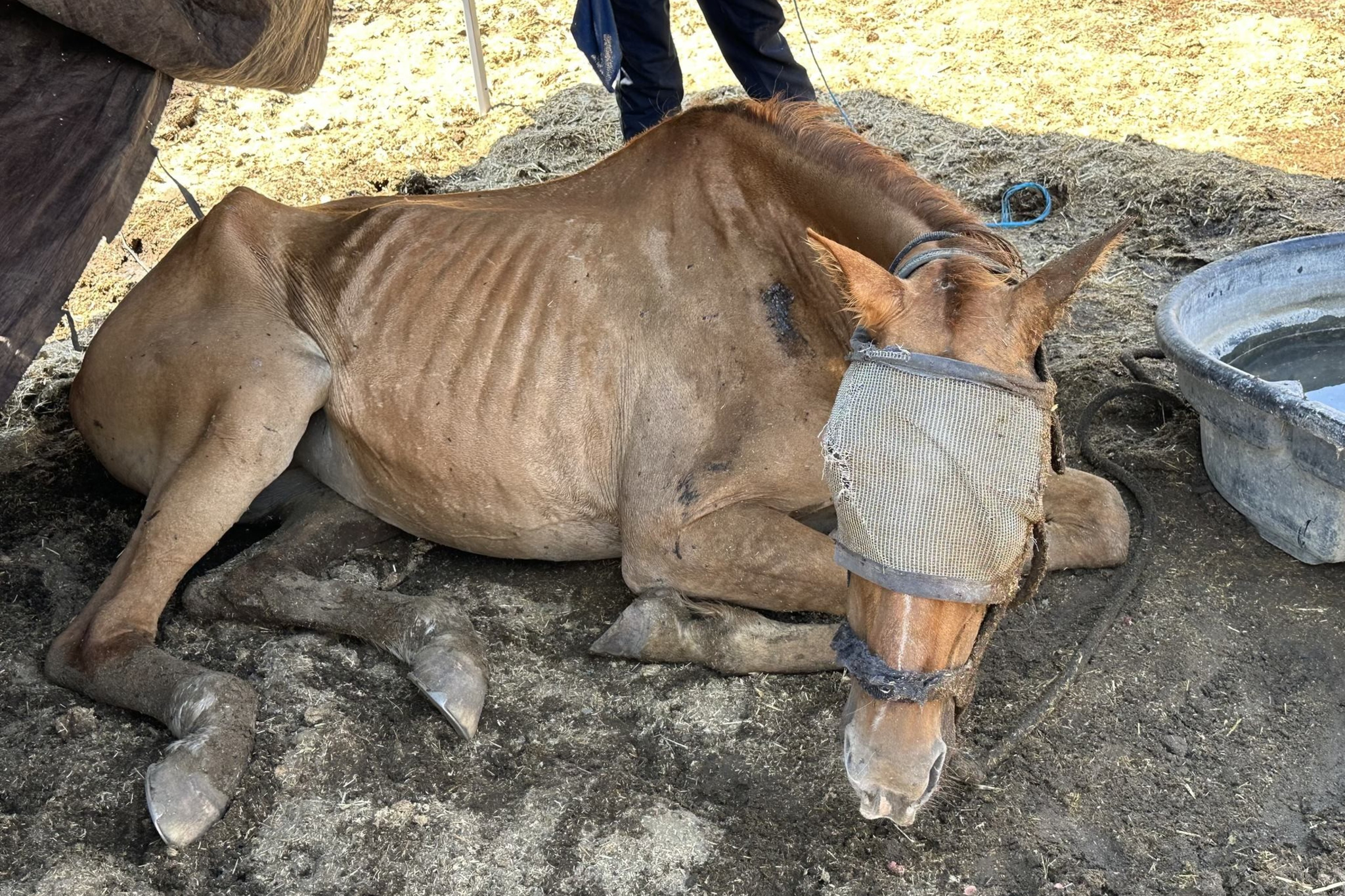 A horse named Honey lays on the ground on a a ranch on Weller Road in Milpitas on July 12, 2024. The horse died a few hours later. The ranch is owned by Chaparralâ€™s owners are Shawn Mott and Susan Pennell.