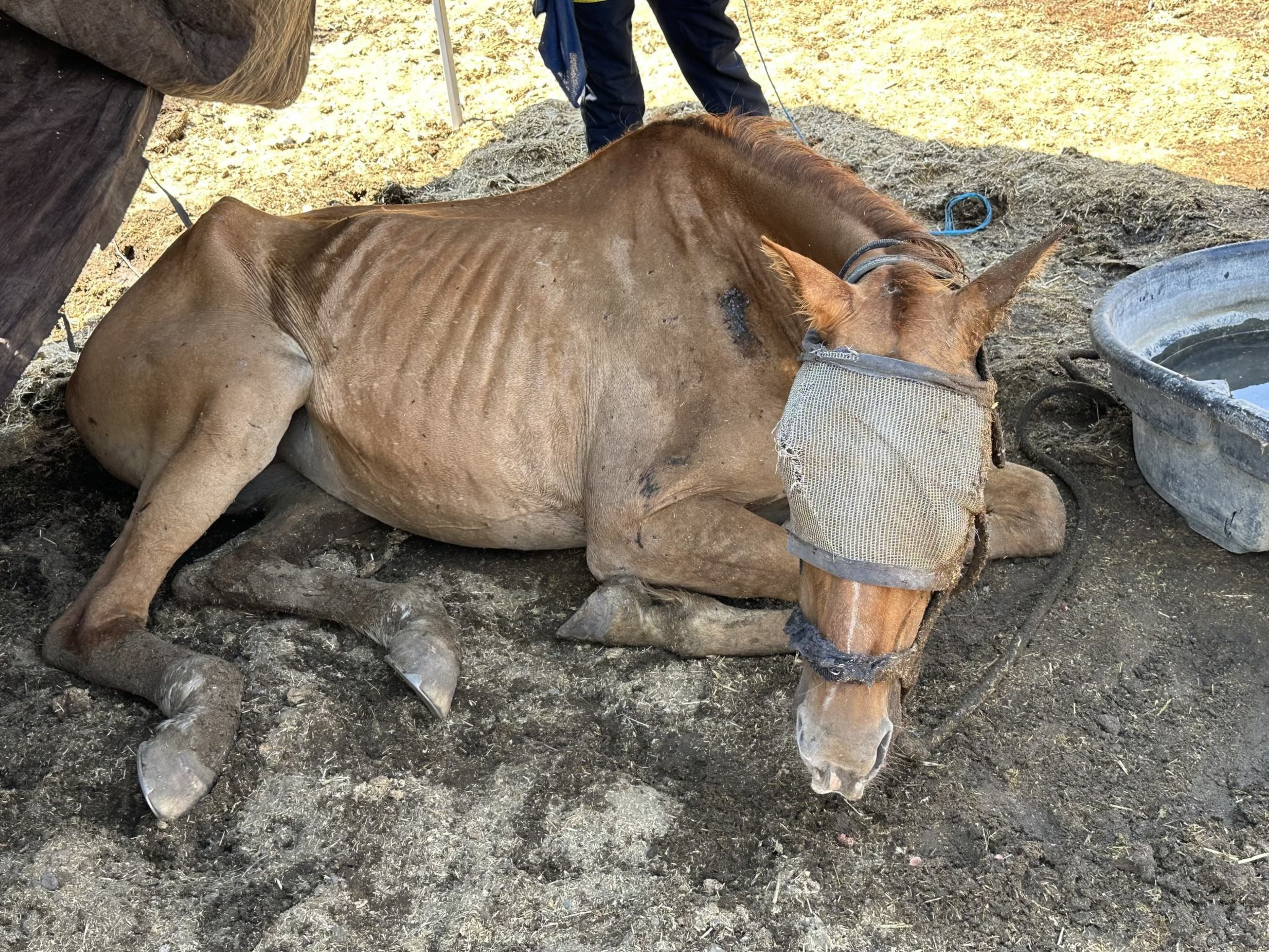 A horse named Honey lays on the ground on a a ranch on Weller Road in Milpitas on July 12, 2024. The horse died a few hours later. The ranch is owned by Chaparralâ€™s owners are Shawn Mott and Susan Pennell.