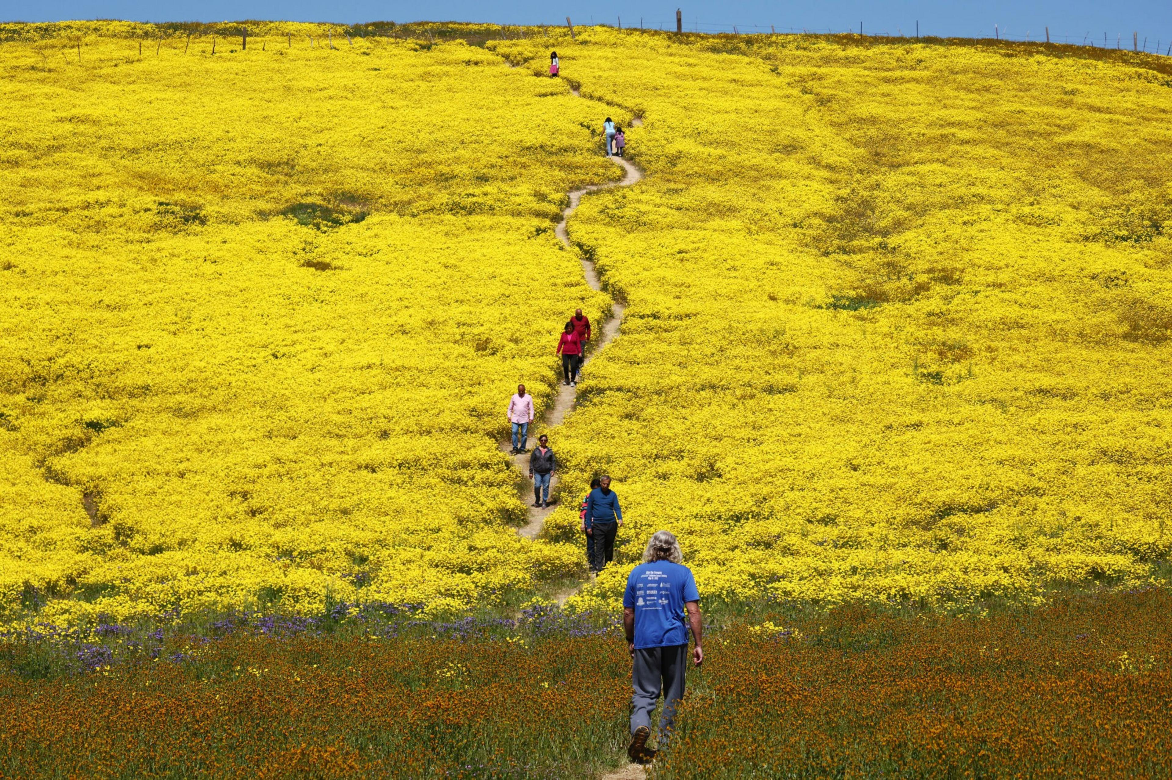 A winding dirt path cuts through a vast yellow flower field with several people walking along it under a clear blue sky.