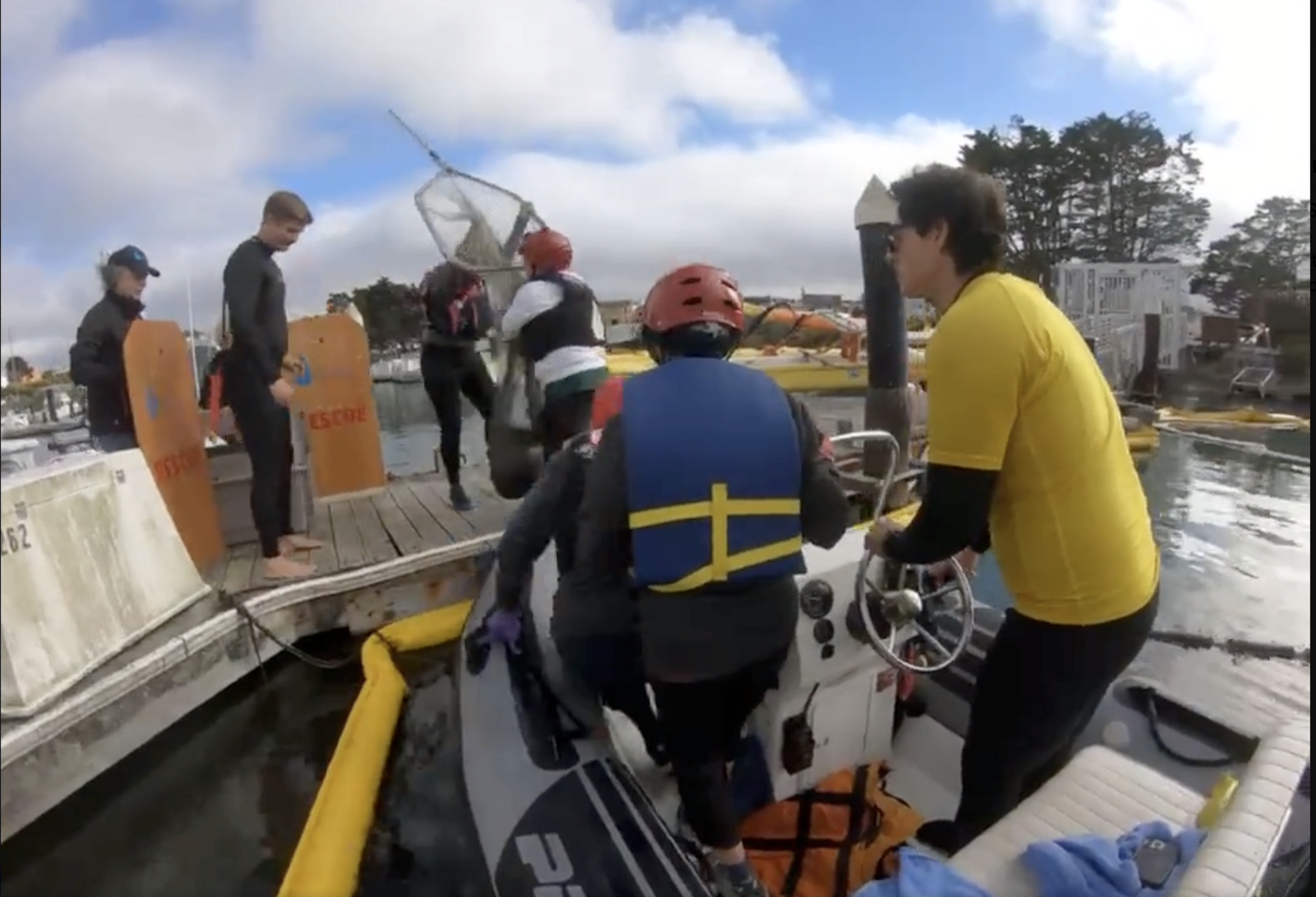 People in a boat rescue a seal