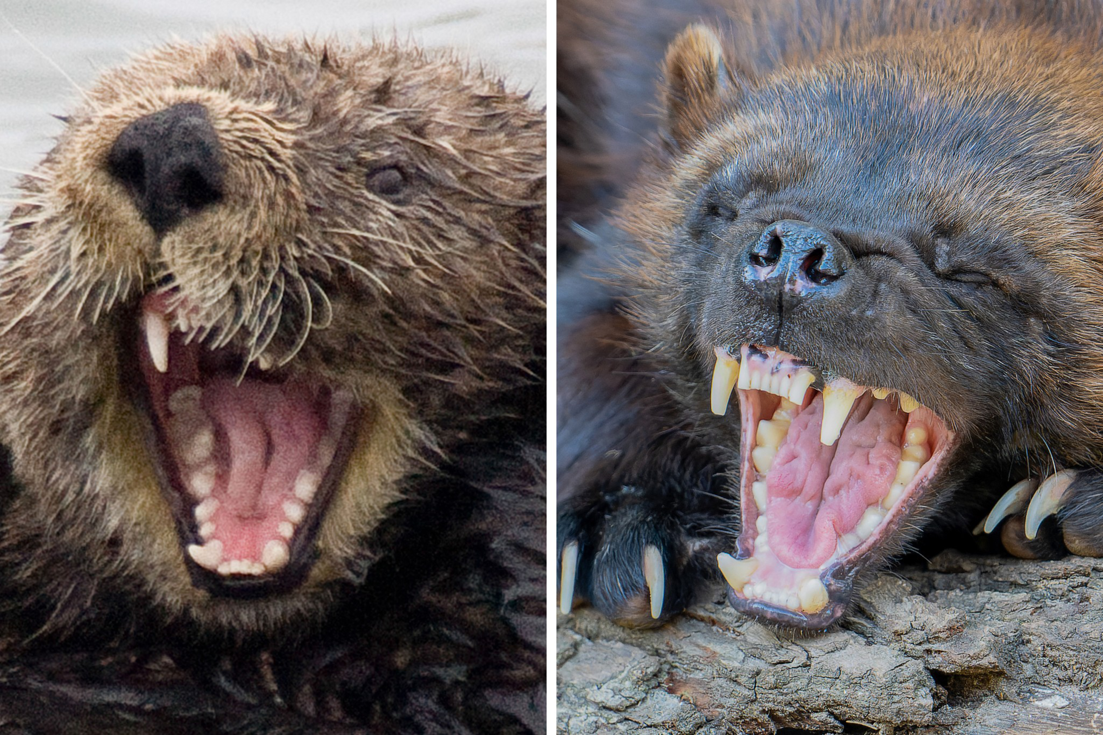 A wet sea otter and a wolverine both have their mouths wide open, showing sharp teeth and pink tongues.