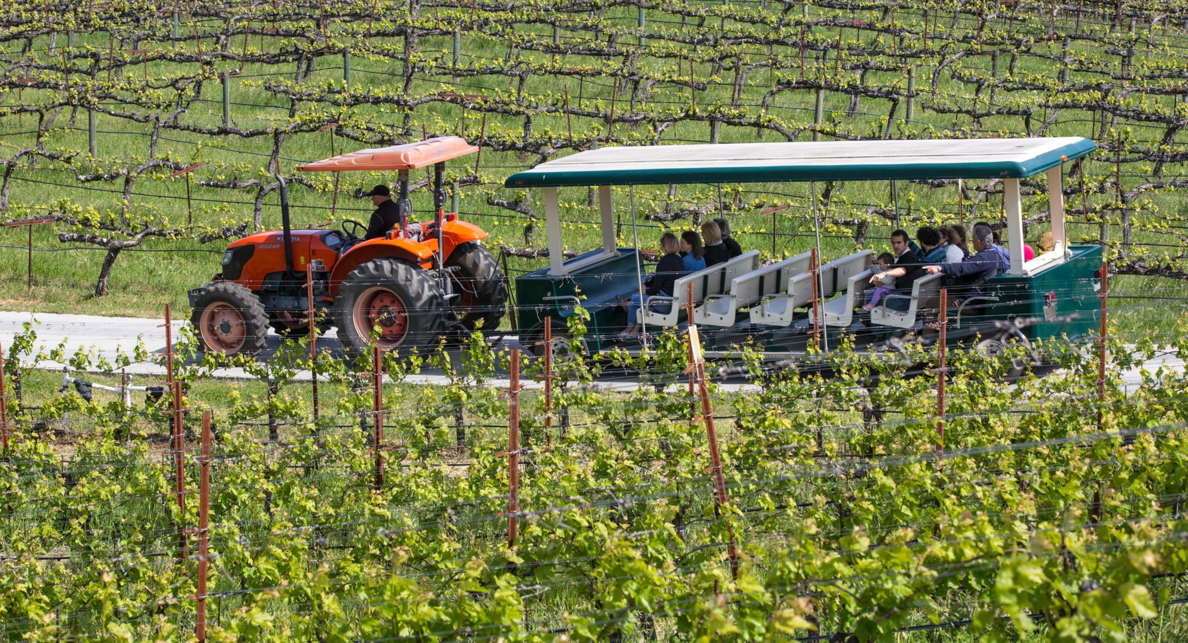 People ride a tram through the vineyard in Glen Ellen.