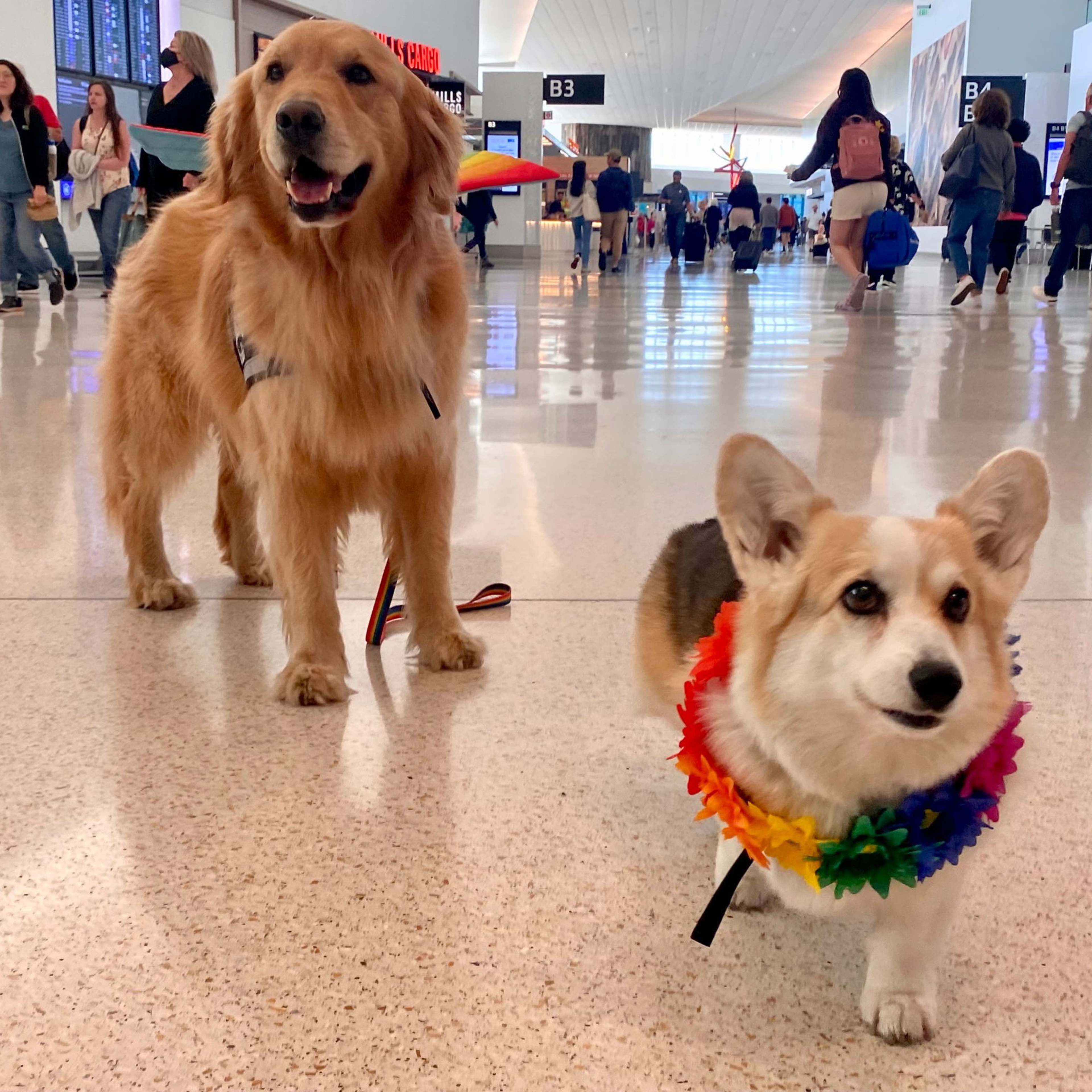 A Golden Retriever and a Corgi wearing a colorful flower necklace stand in a busy airport terminal with travelers and luggage in the background.