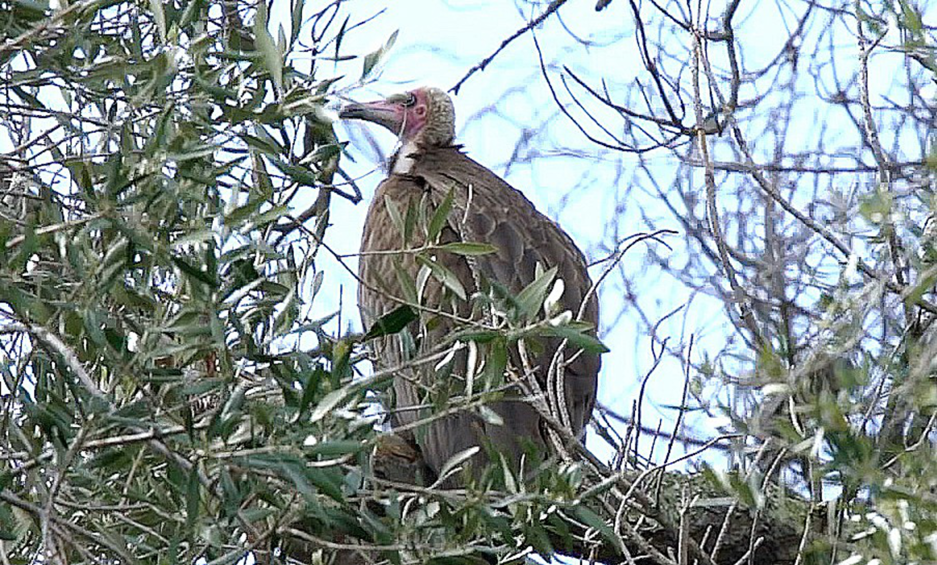 A large vulture with a pink head and brown feathers perches on a tree branch surrounded by green leaves and twigs against a blue sky.