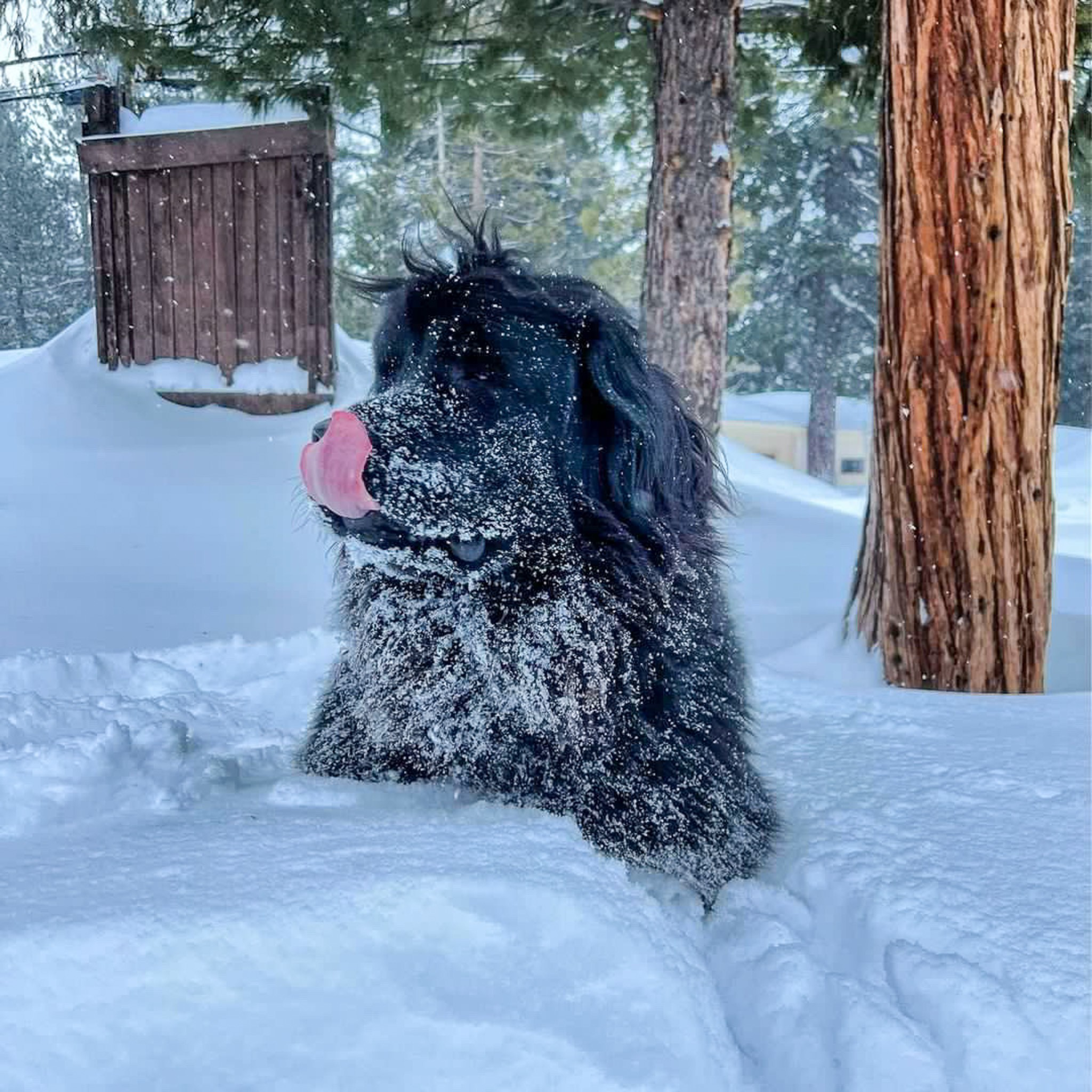 A large black dog covered in snow stands in deep snow, licking its nose, with tall pine trees and a wooden structure in the snowy background.