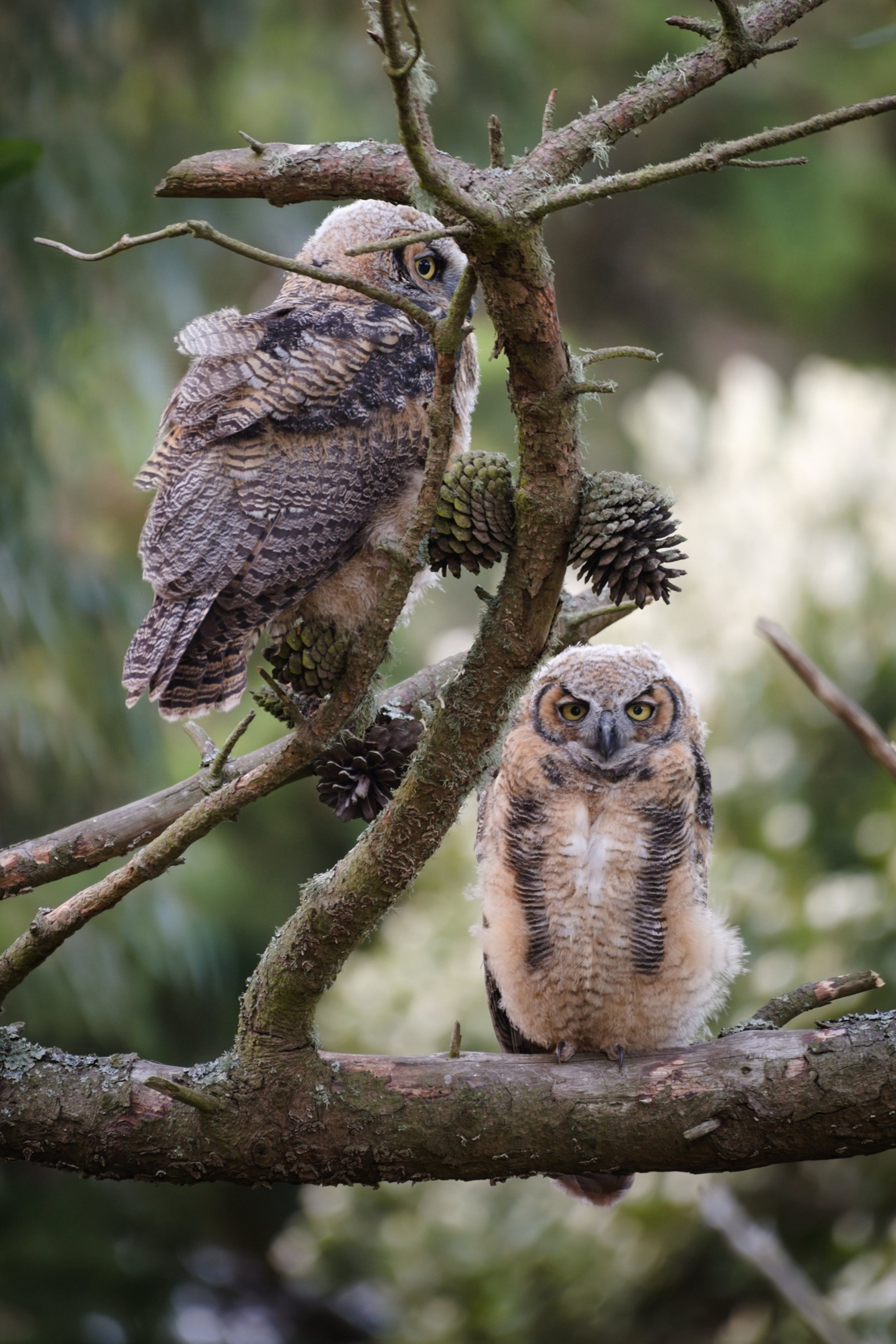 Two young owls with downy feathers perch on a mossy branch, surrounded by green foliage. One owl faces forward, and the other looks to the side.