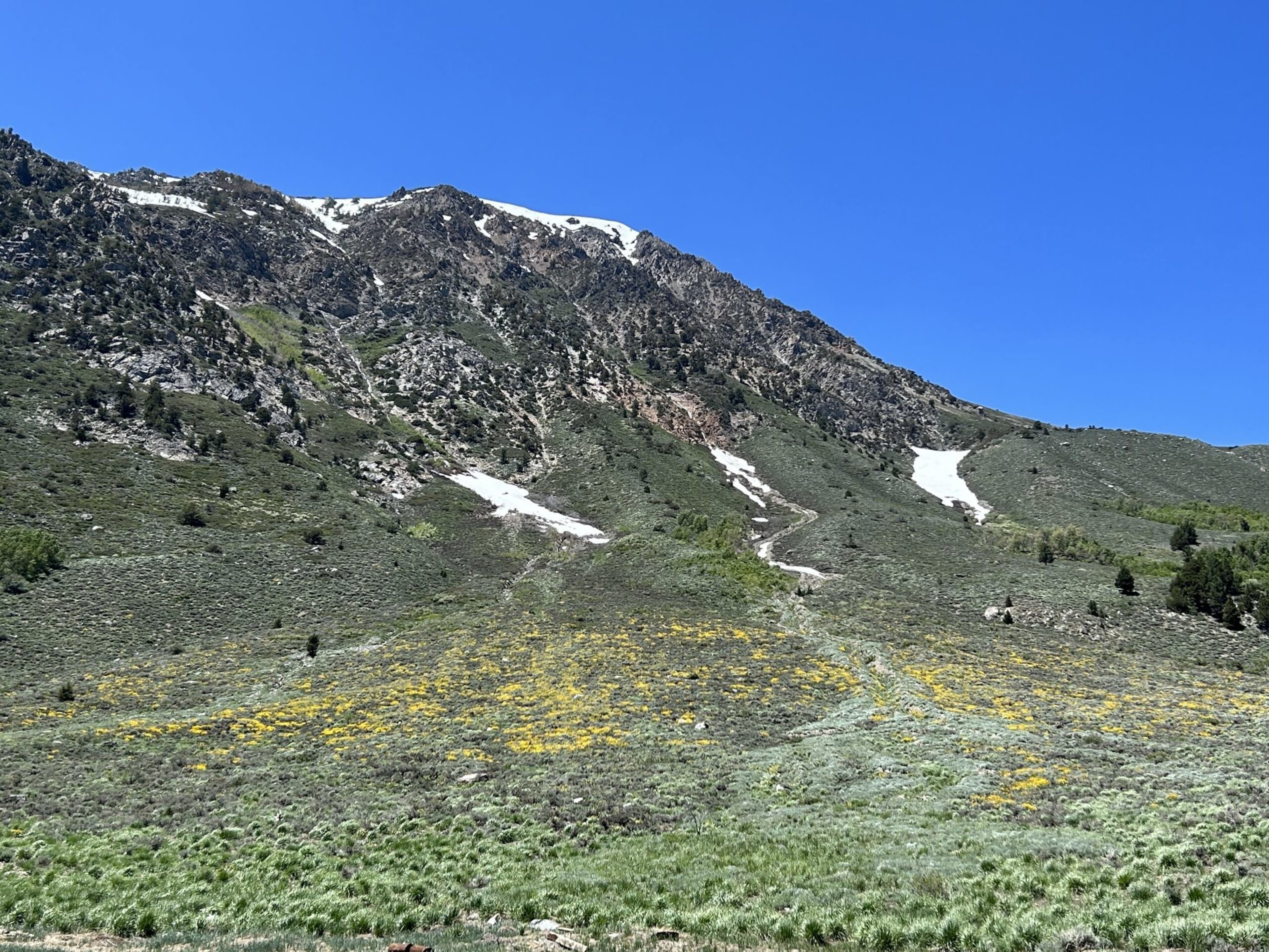 A rocky mountain slope with patches of snow, green vegetation, and yellow wildflowers under a clear blue sky.