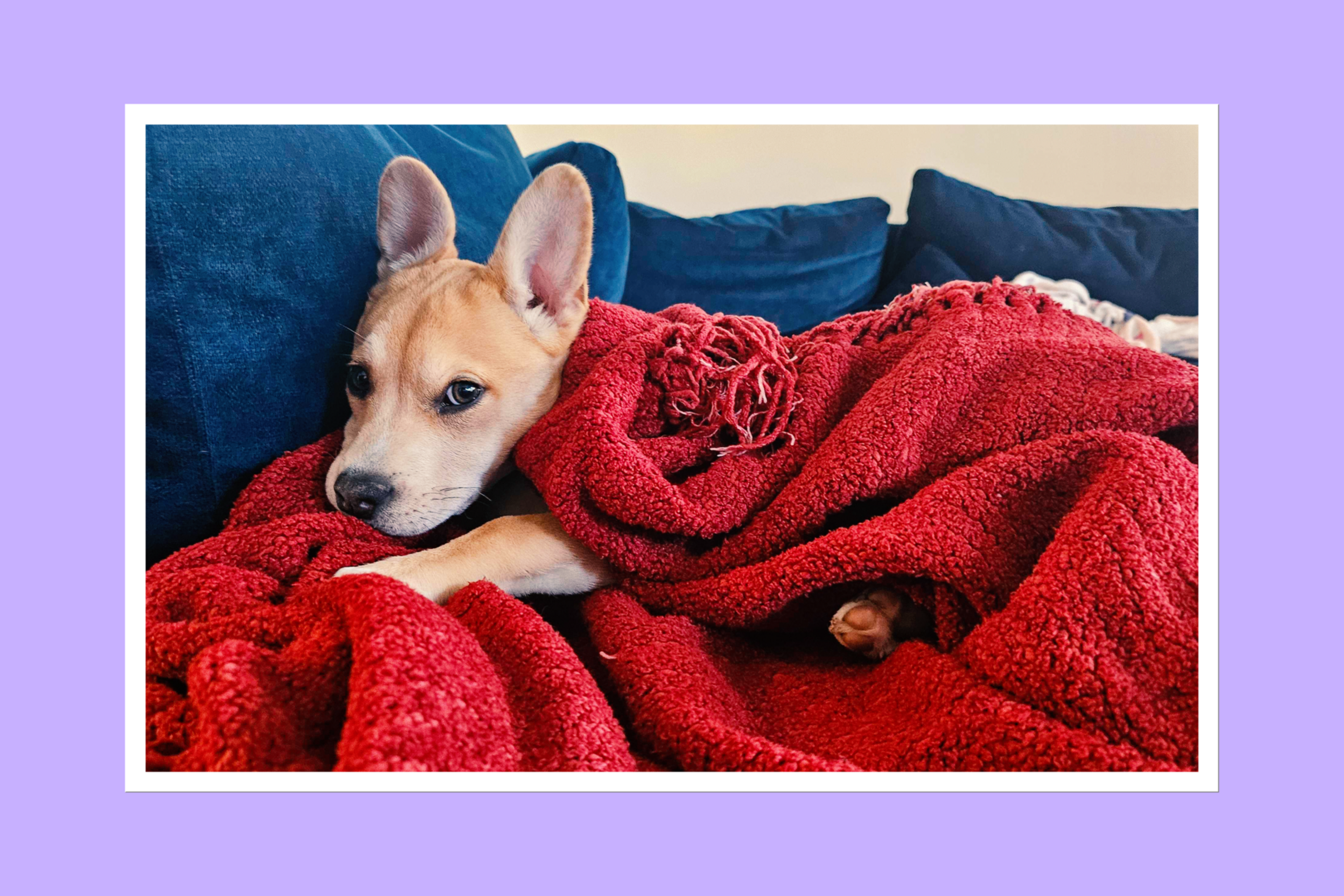 sfstandard.com - https://sfstandard.com/author/emily-landes/#author - Why this Bay Area suburb is the region's hottest housing market