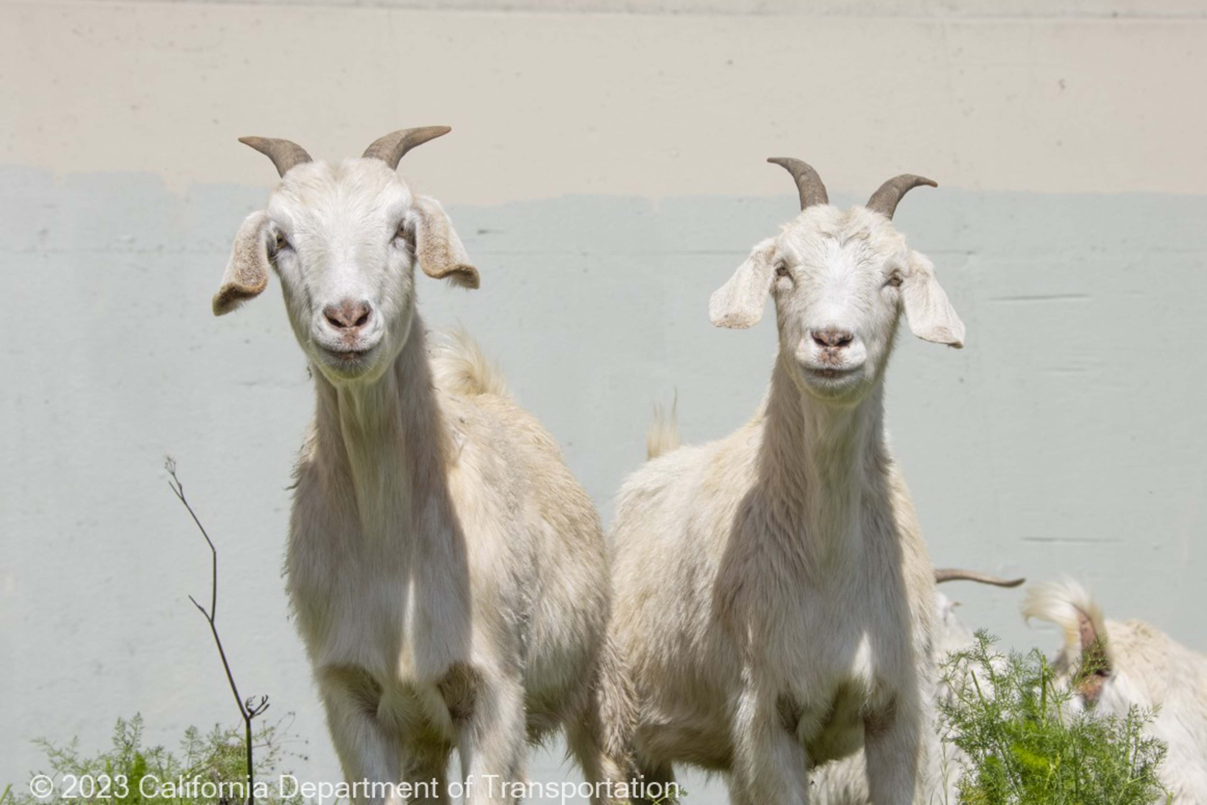 Two white goats with small curved horns stand side by side, looking directly at the camera against a plain background.