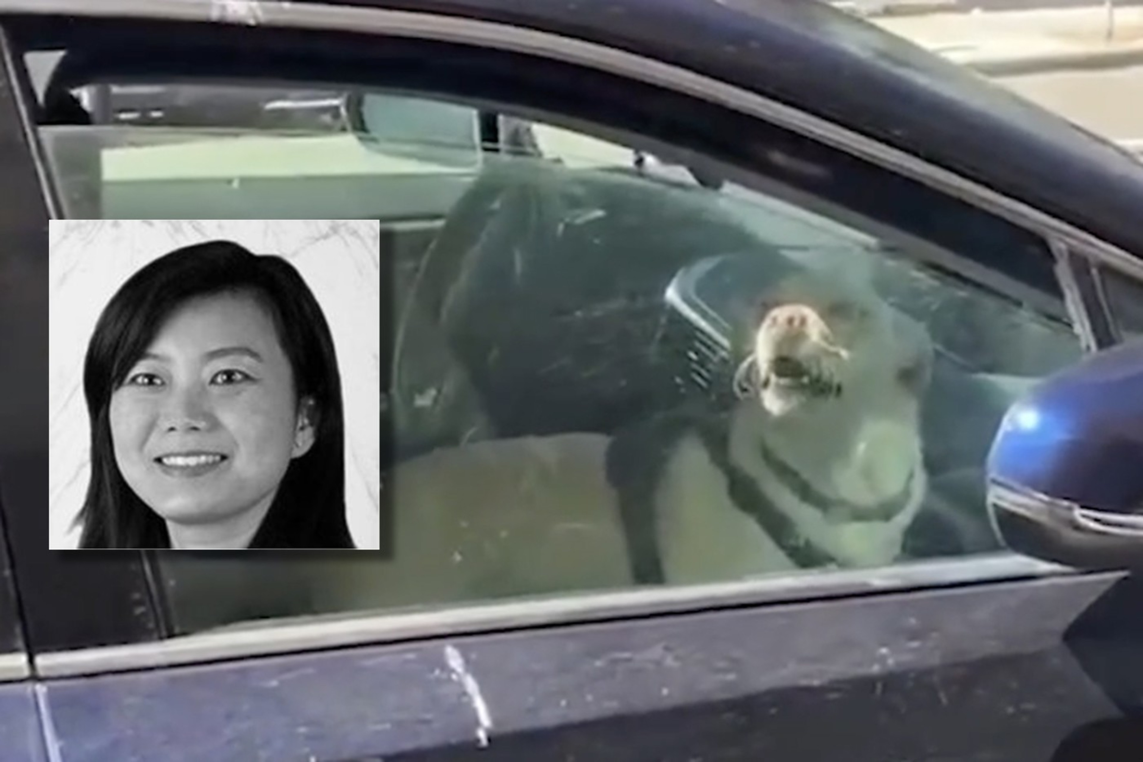 The image shows a dog inside a parked car, with its mouth open and looking outside the window. Inset is a black and white portrait of a smiling woman with dark hair.