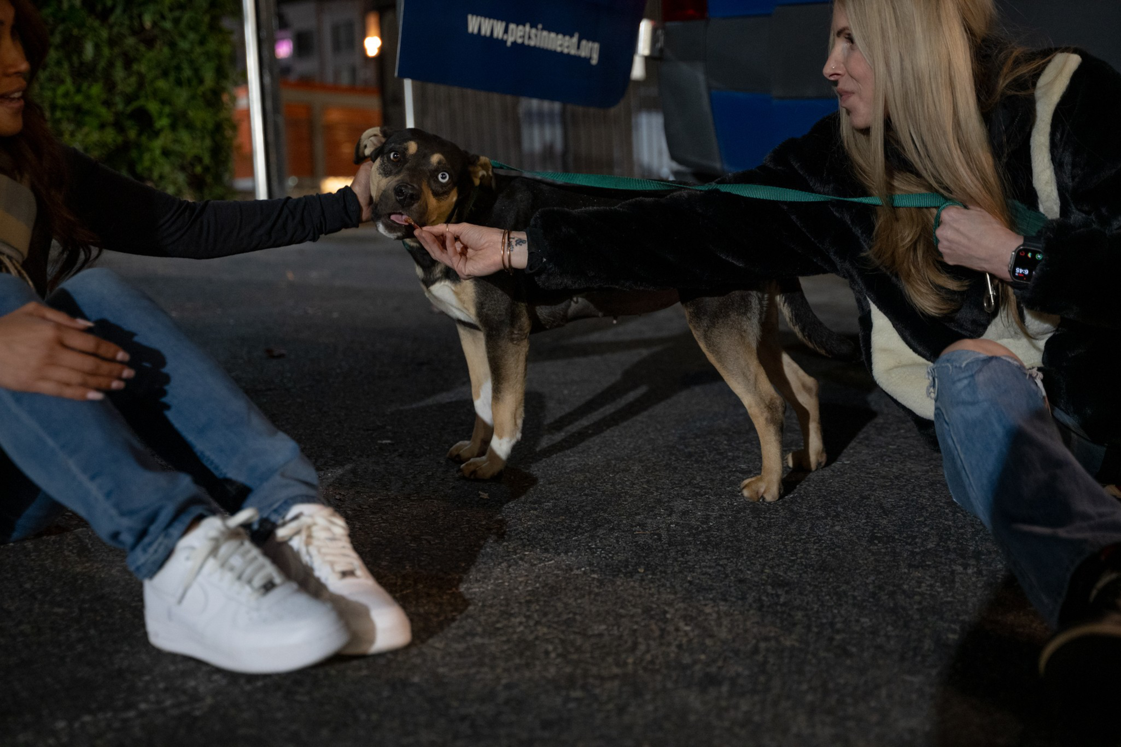 A dog with striking eyes is in a parking lot, being gently held by a leash. Two people sit nearby, petting the dog, while a sign with a website is visible.