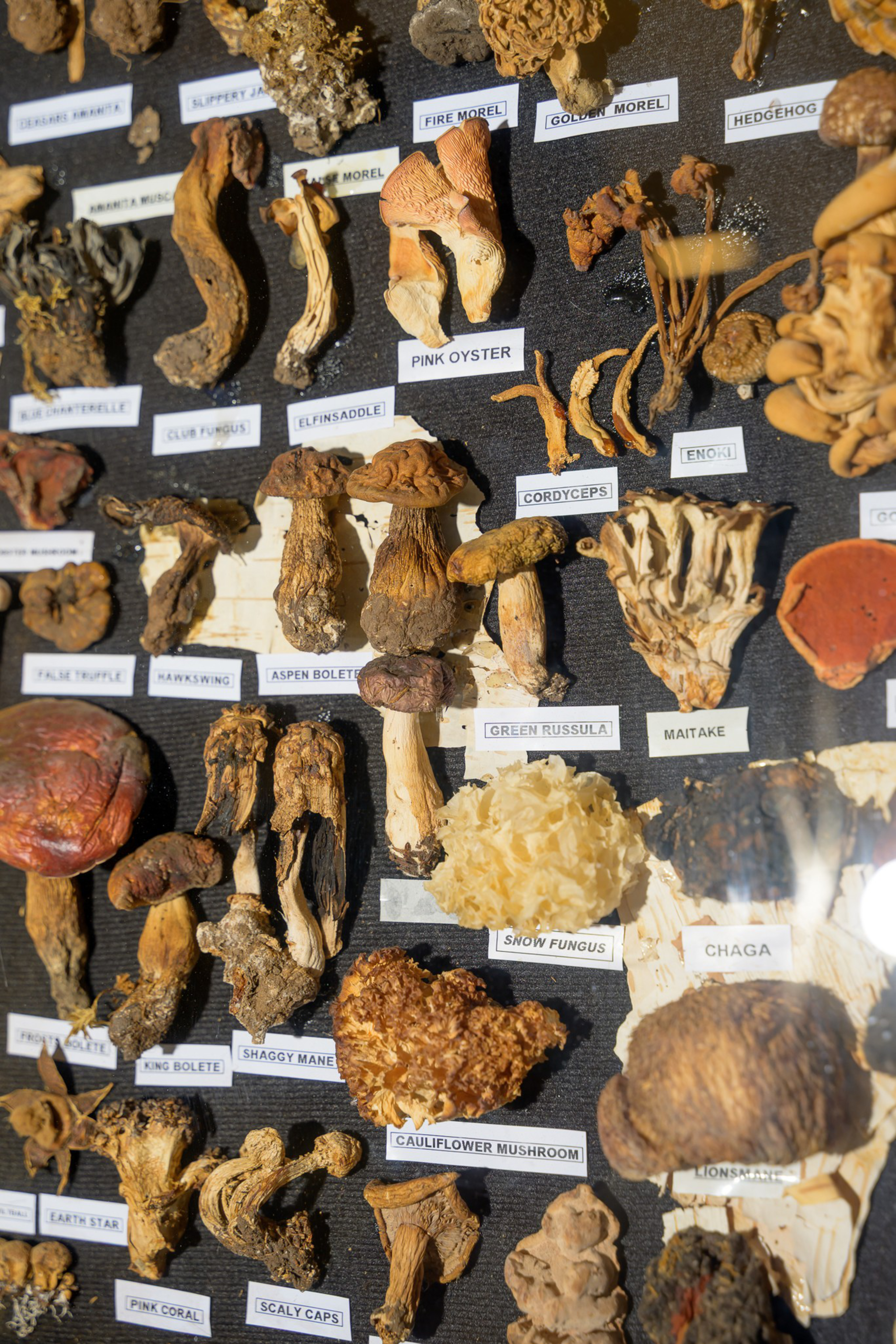 The image showcases a collection of dried mushrooms neatly labeled on a black surface, featuring varieties like pink oyster, fire morel, and cauliflower mushroom.
