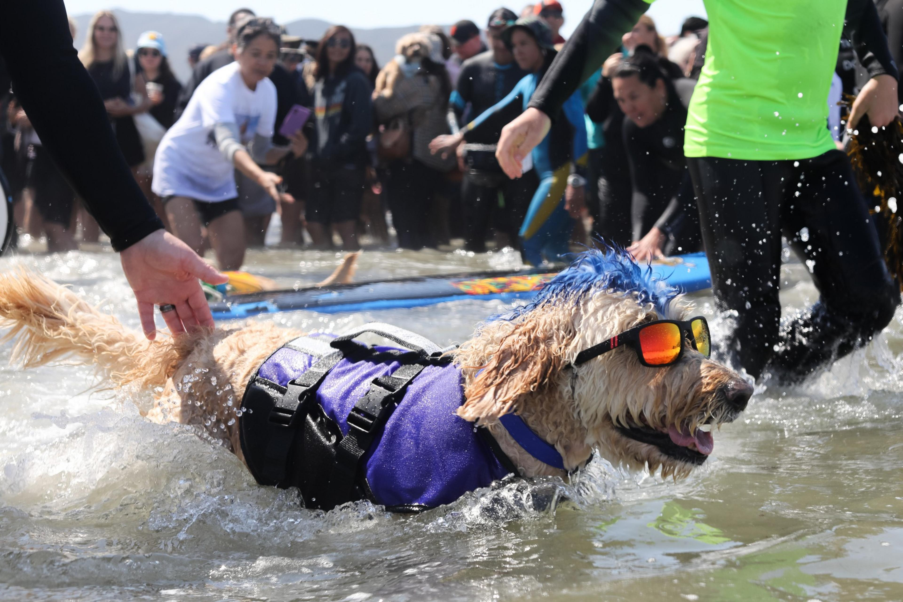 A dog wearing sunglasses and a life jacket splashes in the water at a beach event, surrounded by people in wetsuits and casual clothes taking pictures.