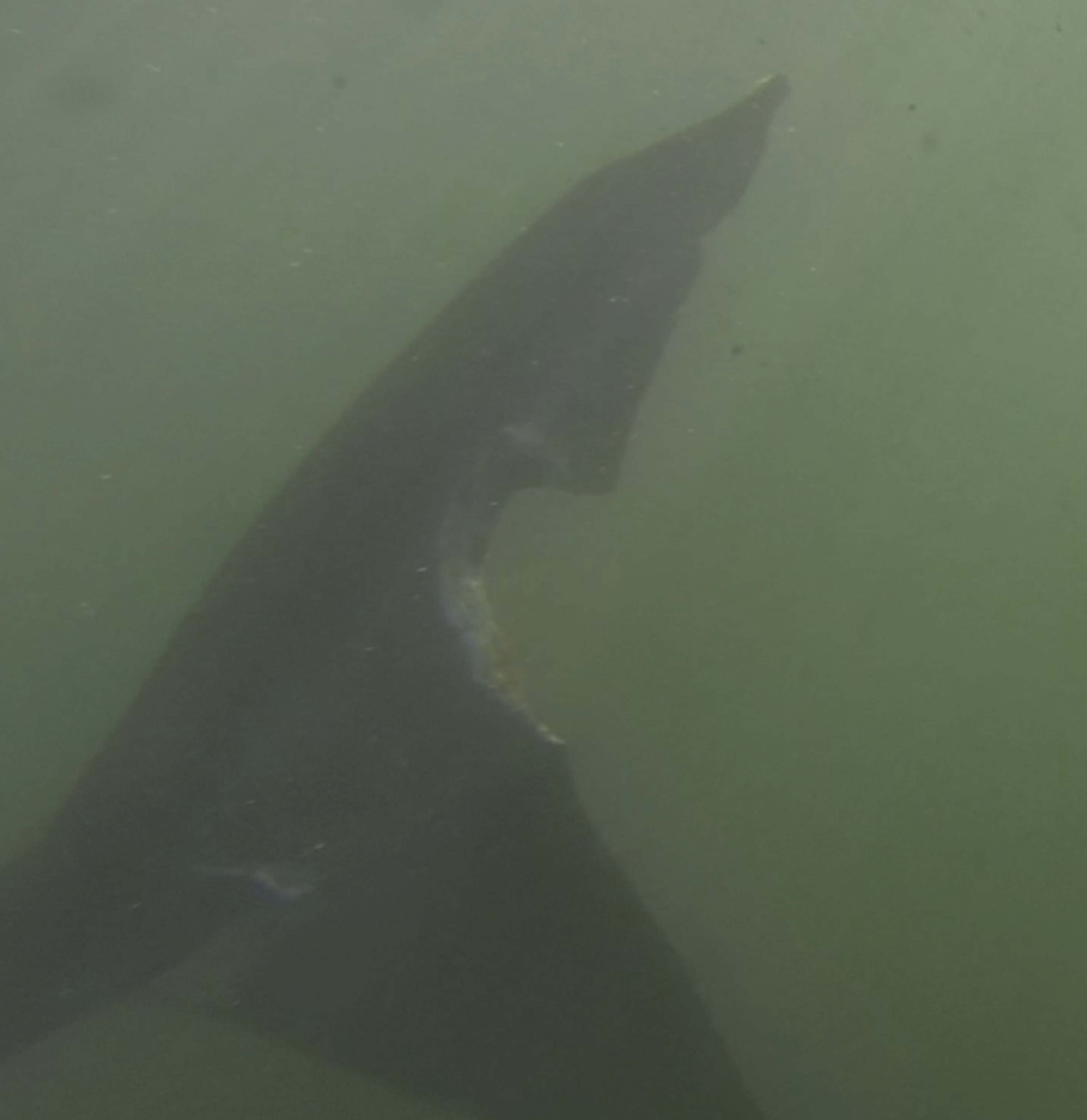 The image shows a close-up of a shark's fin with a visible bite mark against a murky green underwater background.