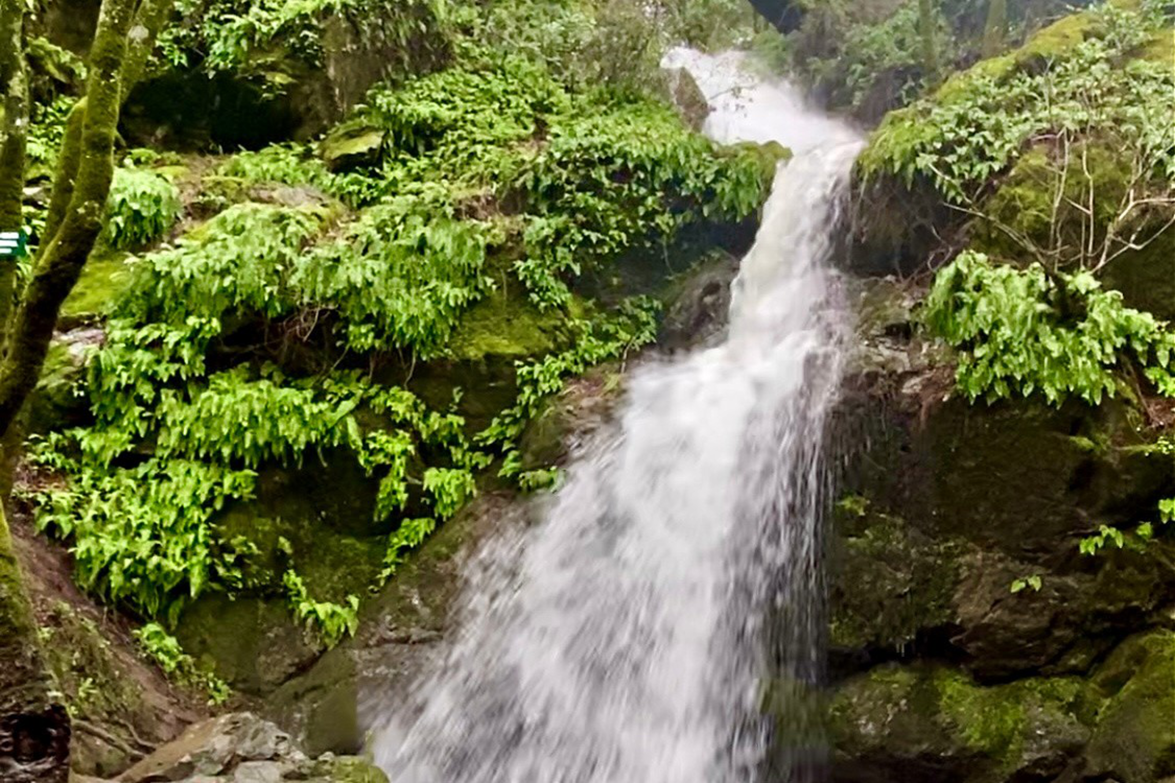A waterfall cascades down moss-covered rocks surrounded by dense green foliage in a lush forest setting.