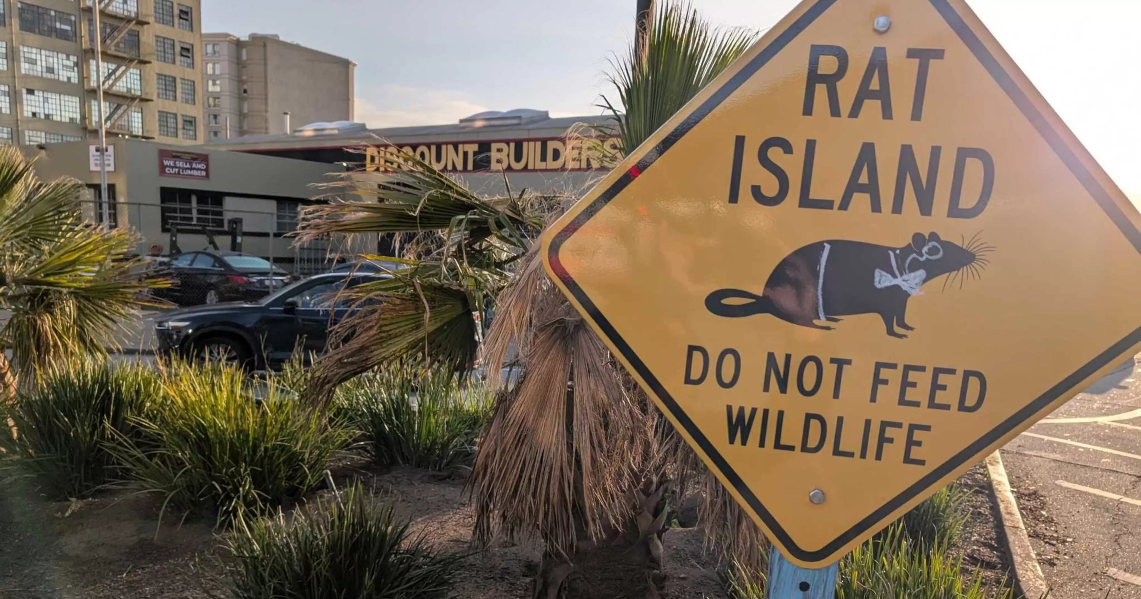 ‘Rat Island’: City ‘deploying all tools’ to destroy rodent paradise