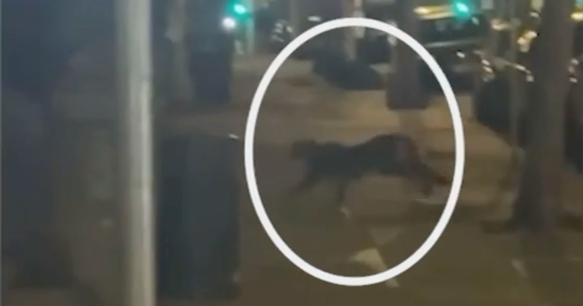 Mountain lion cornered in San Francisco