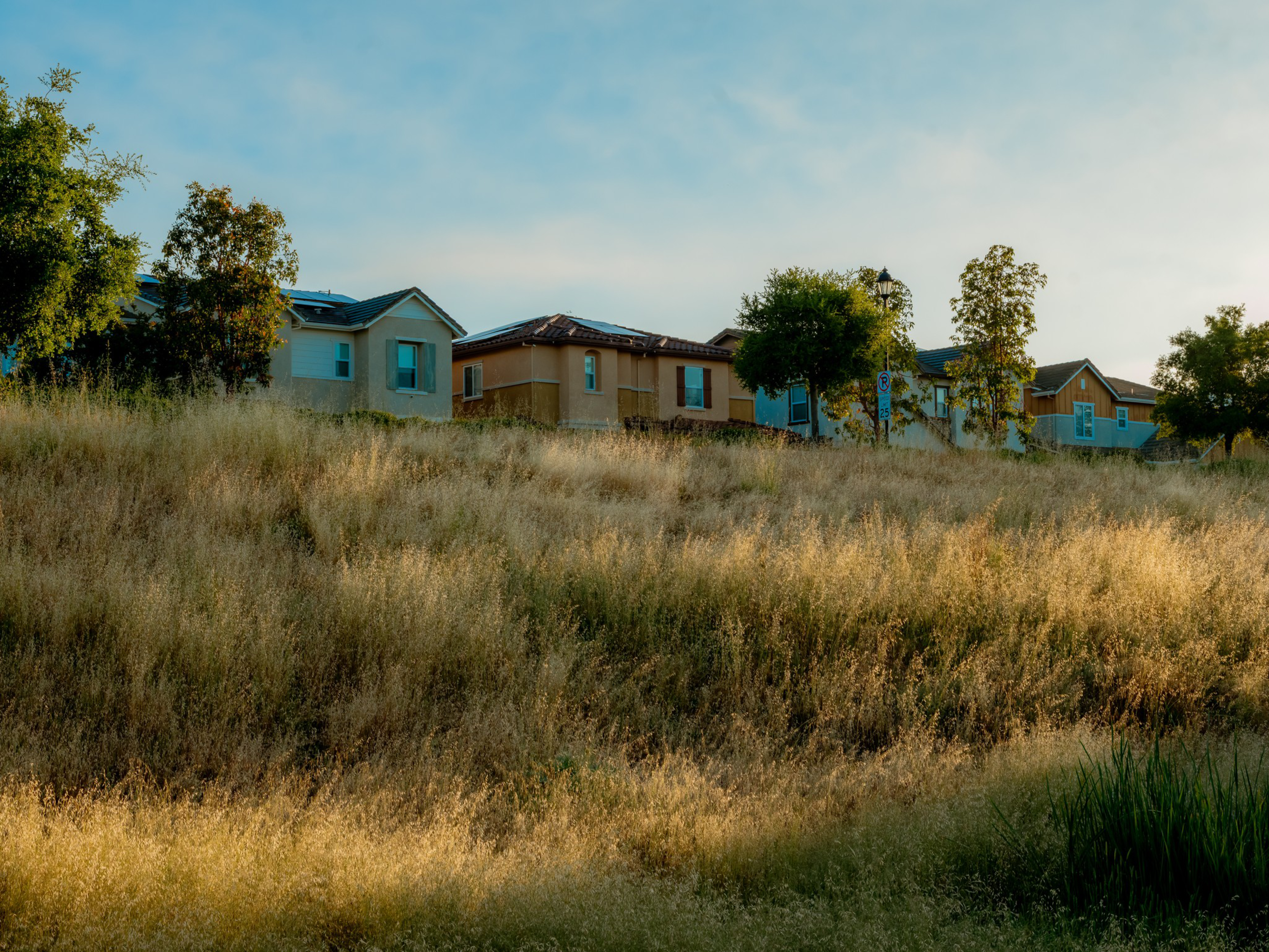 A row of suburban houses sits behind a sunlit field of tall dry grass, with a few scattered trees and a clear blue sky overhead.