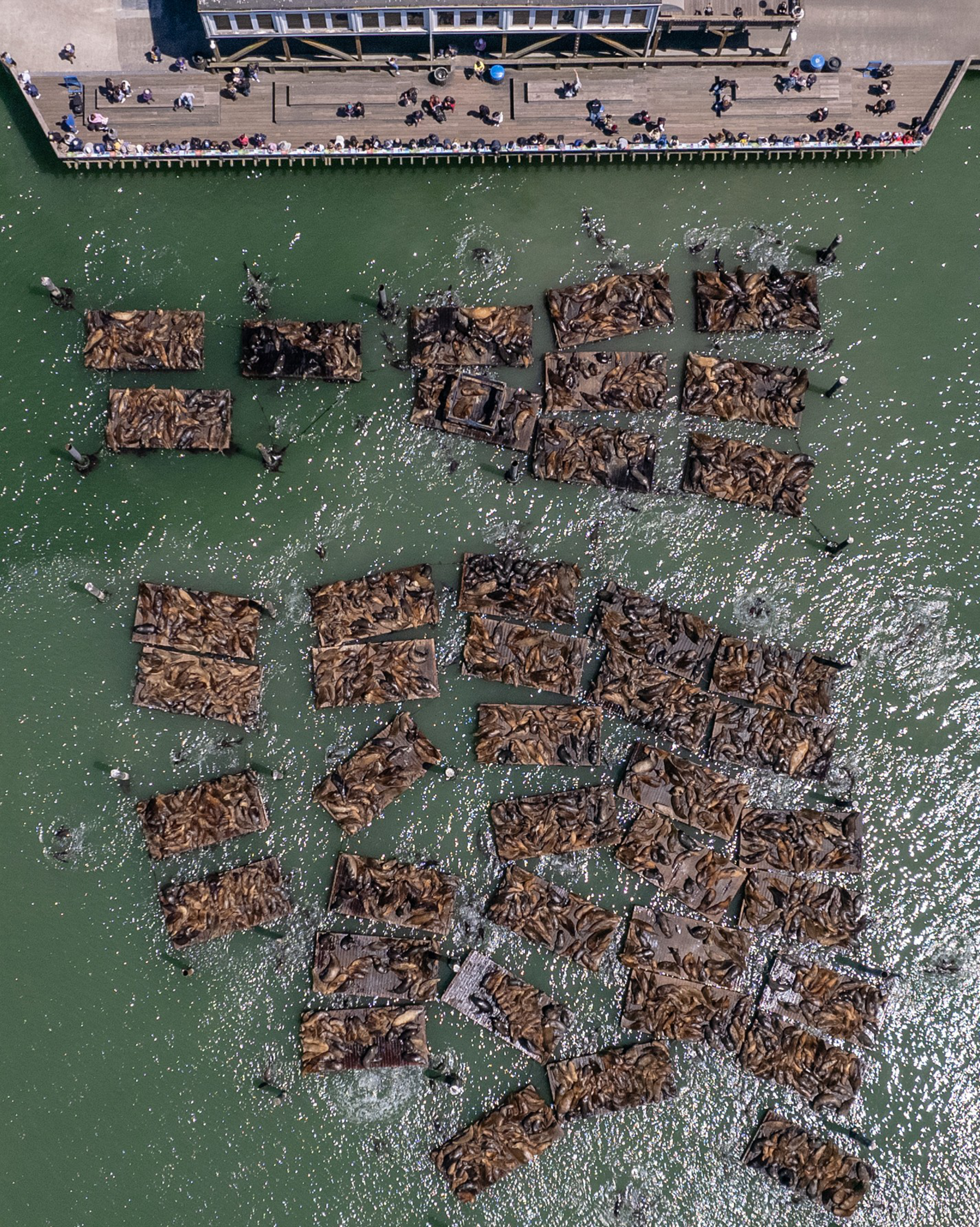 More than 1,000 sea lions were sunbathing this week on the dock at Pier 39, like a brown, flippered carpet.