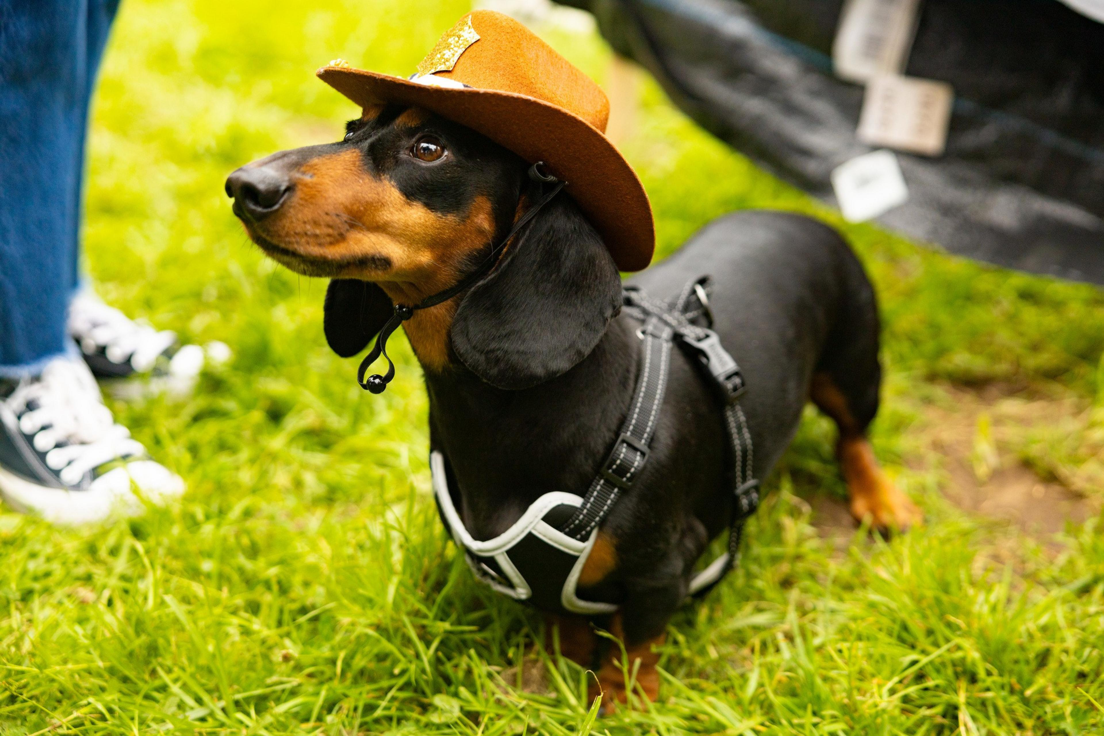 A dachshund wearing a brown cowboy hat and a black harness stands on green grass. A pair of legs in blue jeans and black sneakers is visible to the left.