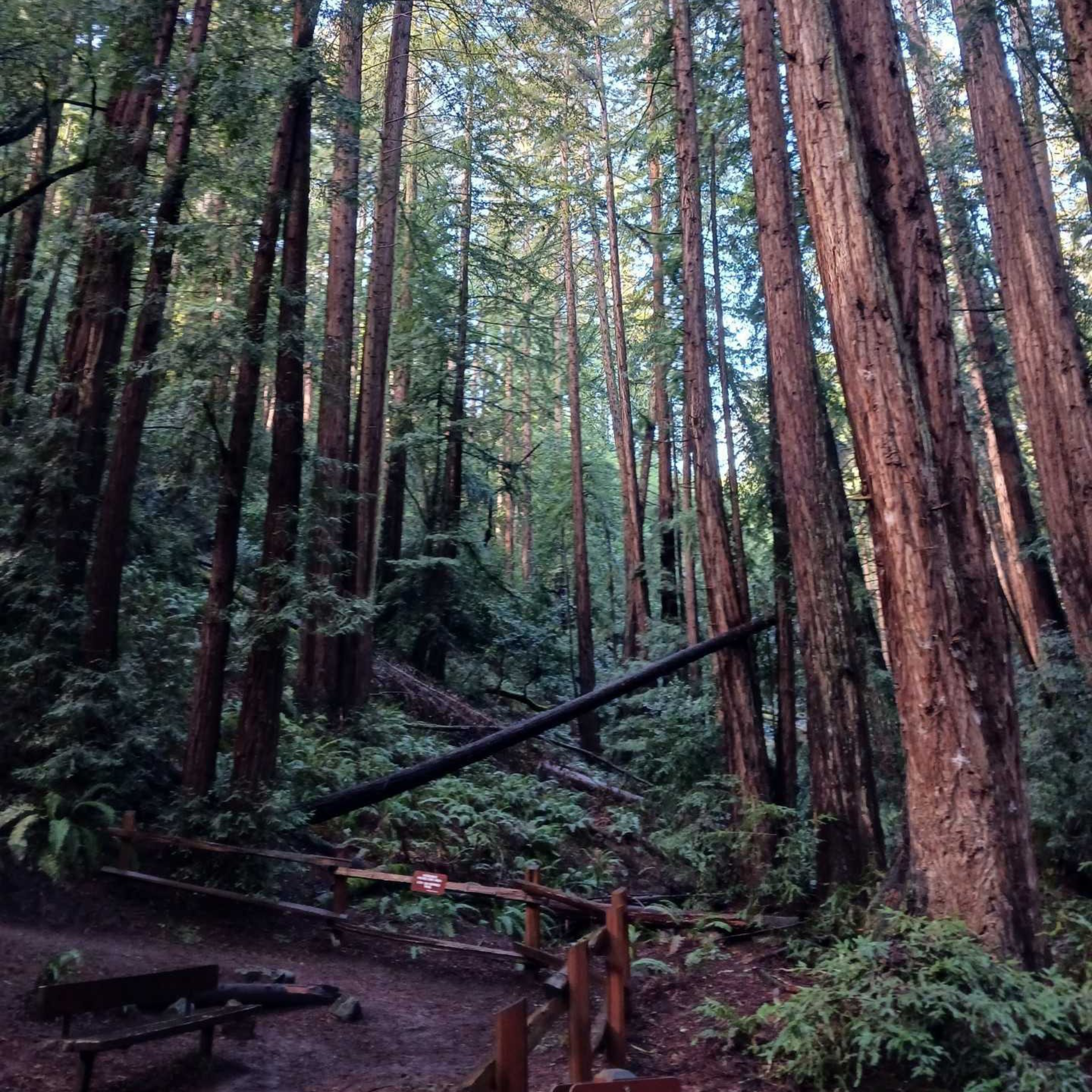 Tall redwood trees densely populate the forest with ferns and bushes covering the forest floor, and a small enclosed fire pit with a wooden fence is visible.