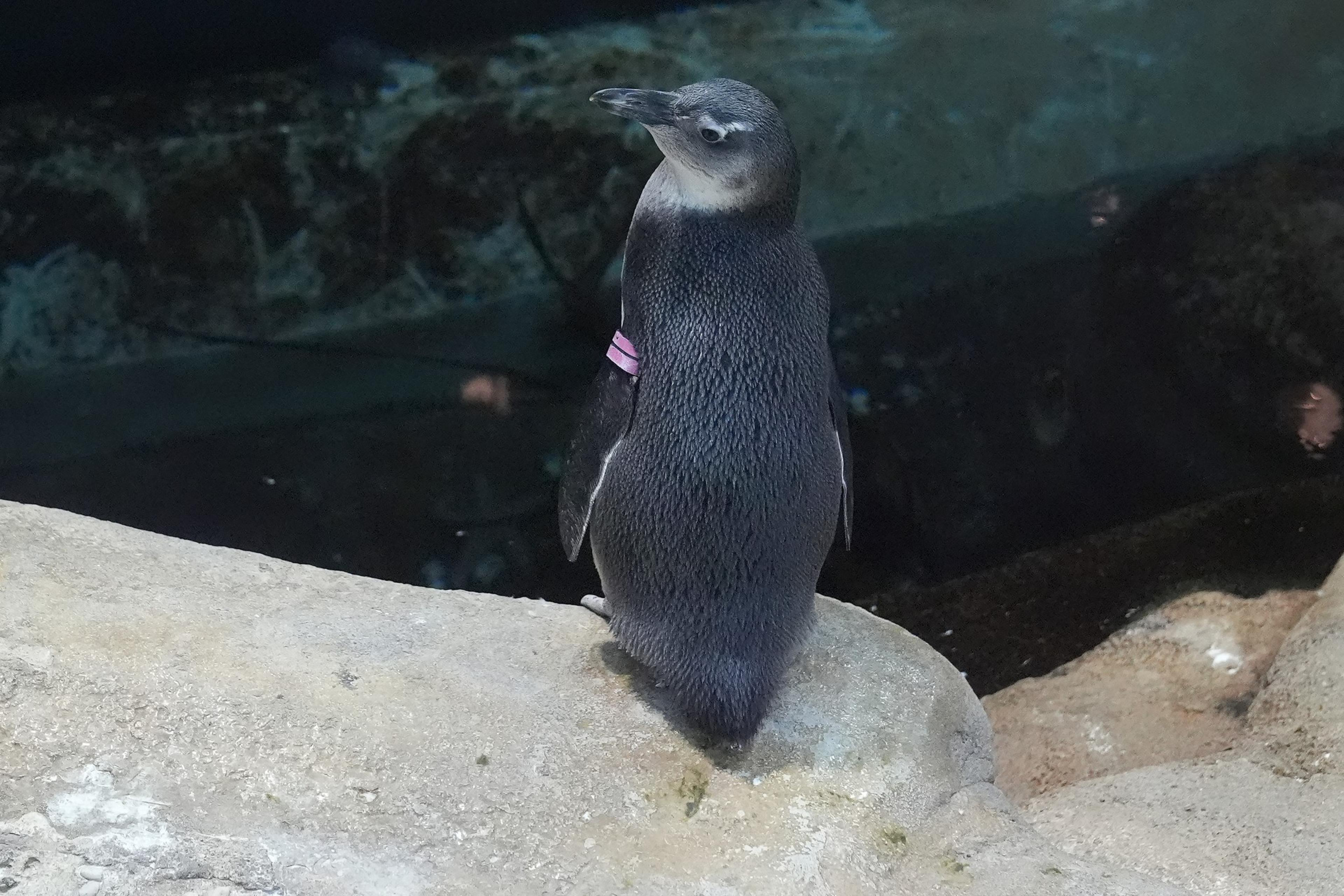 Baby penguin
