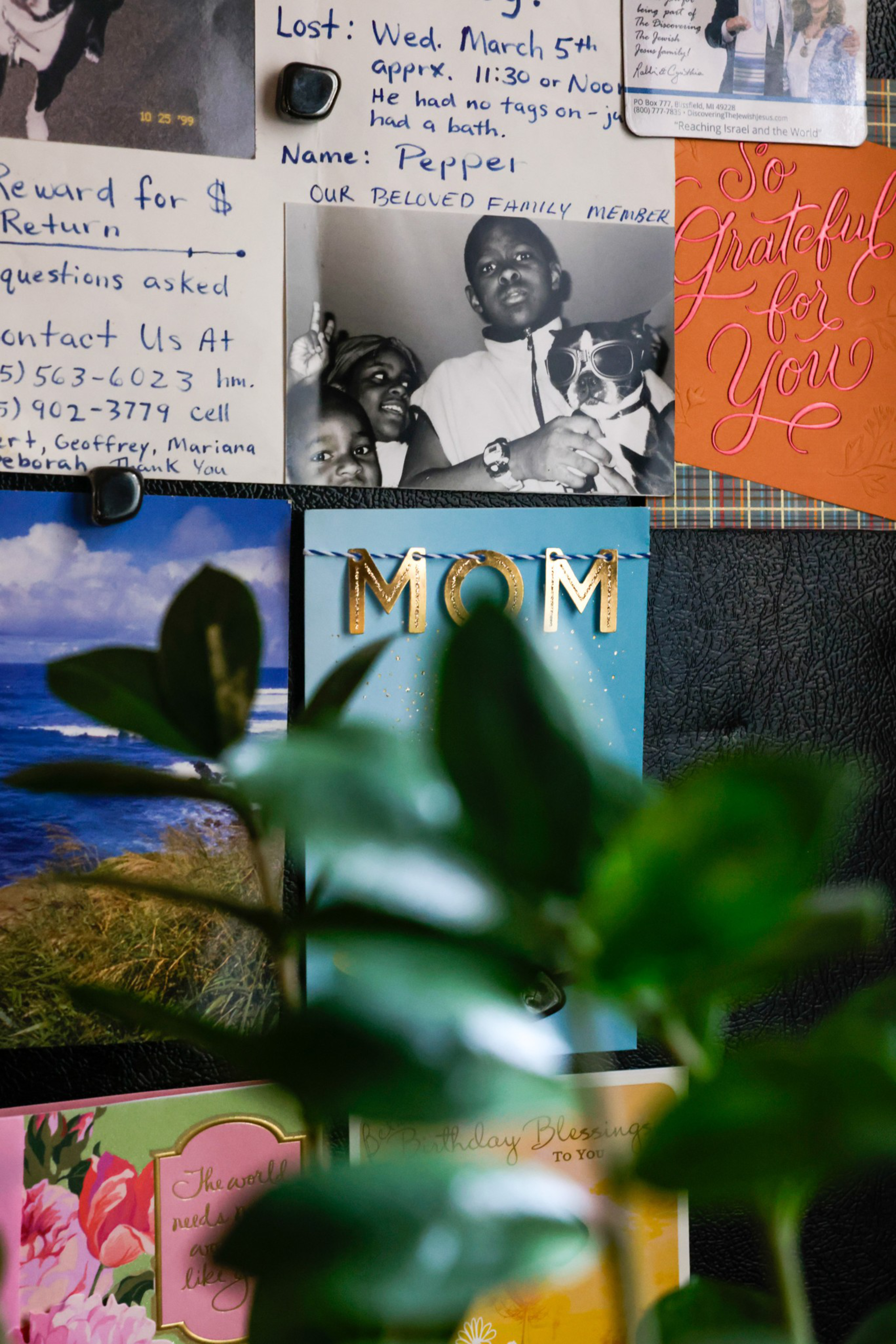 The image shows a collage on a wall, featuring posters, cards, and a missing pet notice. A small plant is partially visible in the foreground.