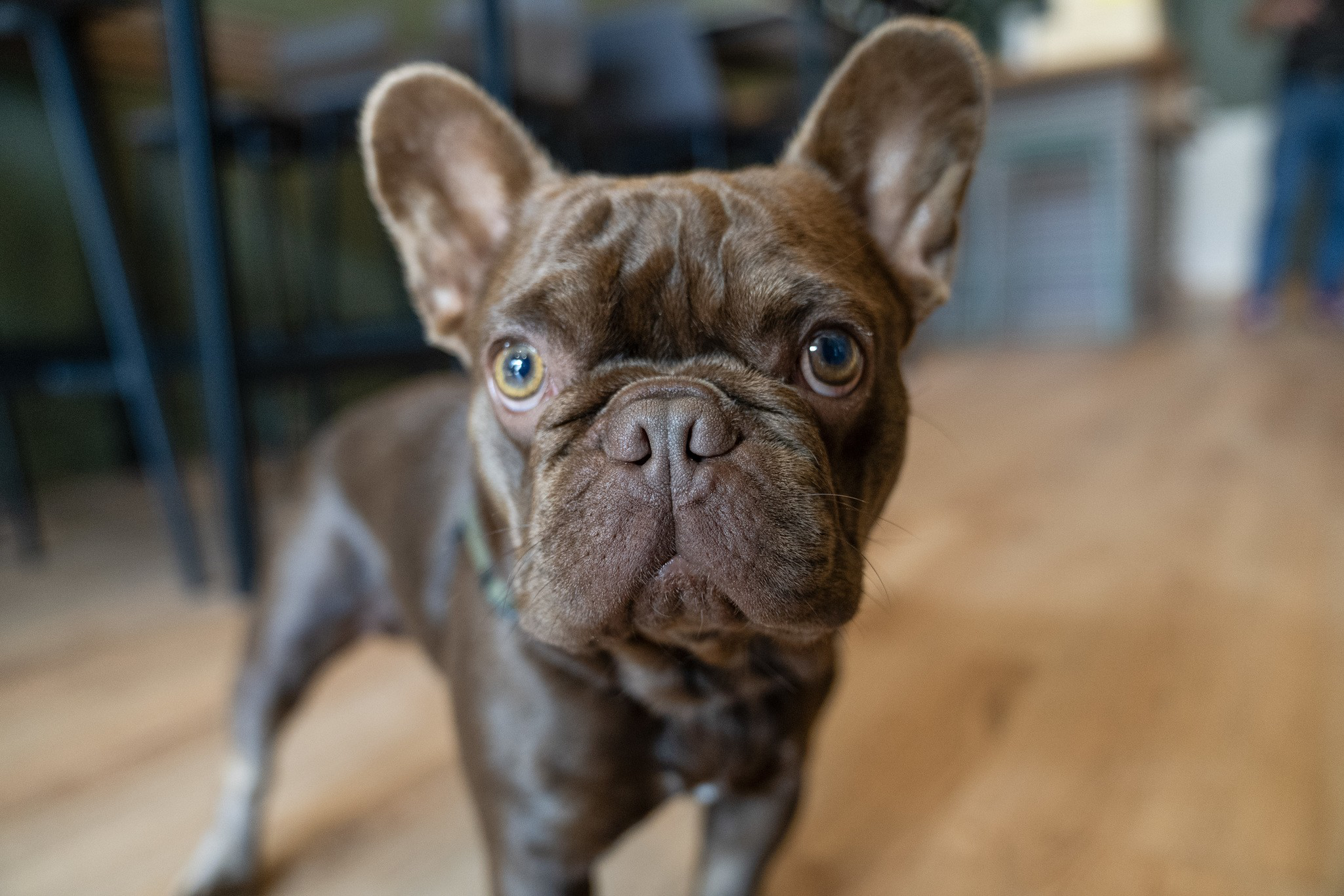 A close-up of a brown French Bulldog with large eyes and wide ears stands indoors on a wooden floor, looking directly at the camera.