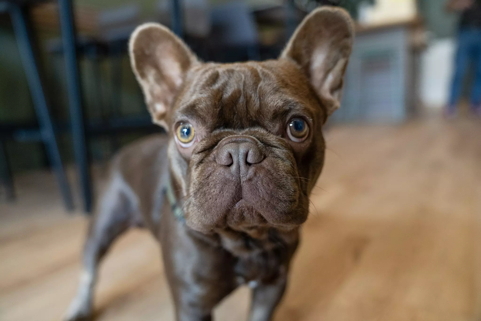 A close-up of a brown French Bulldog with large eyes and wide ears stands indoors on a wooden floor, looking directly at the camera.