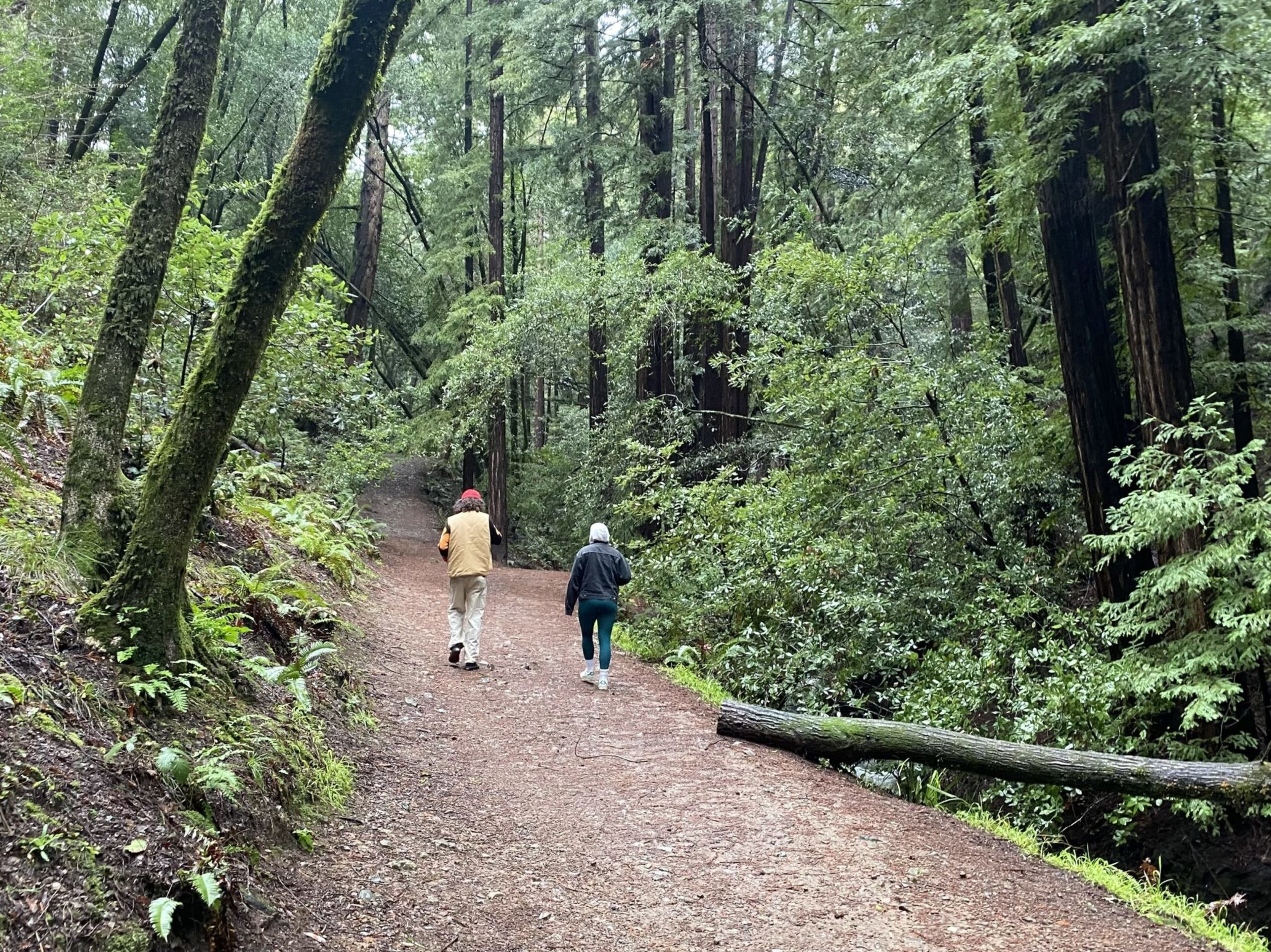 Two people walk on a dirt trail surrounded by tall trees and lush green foliage in a dense forest.