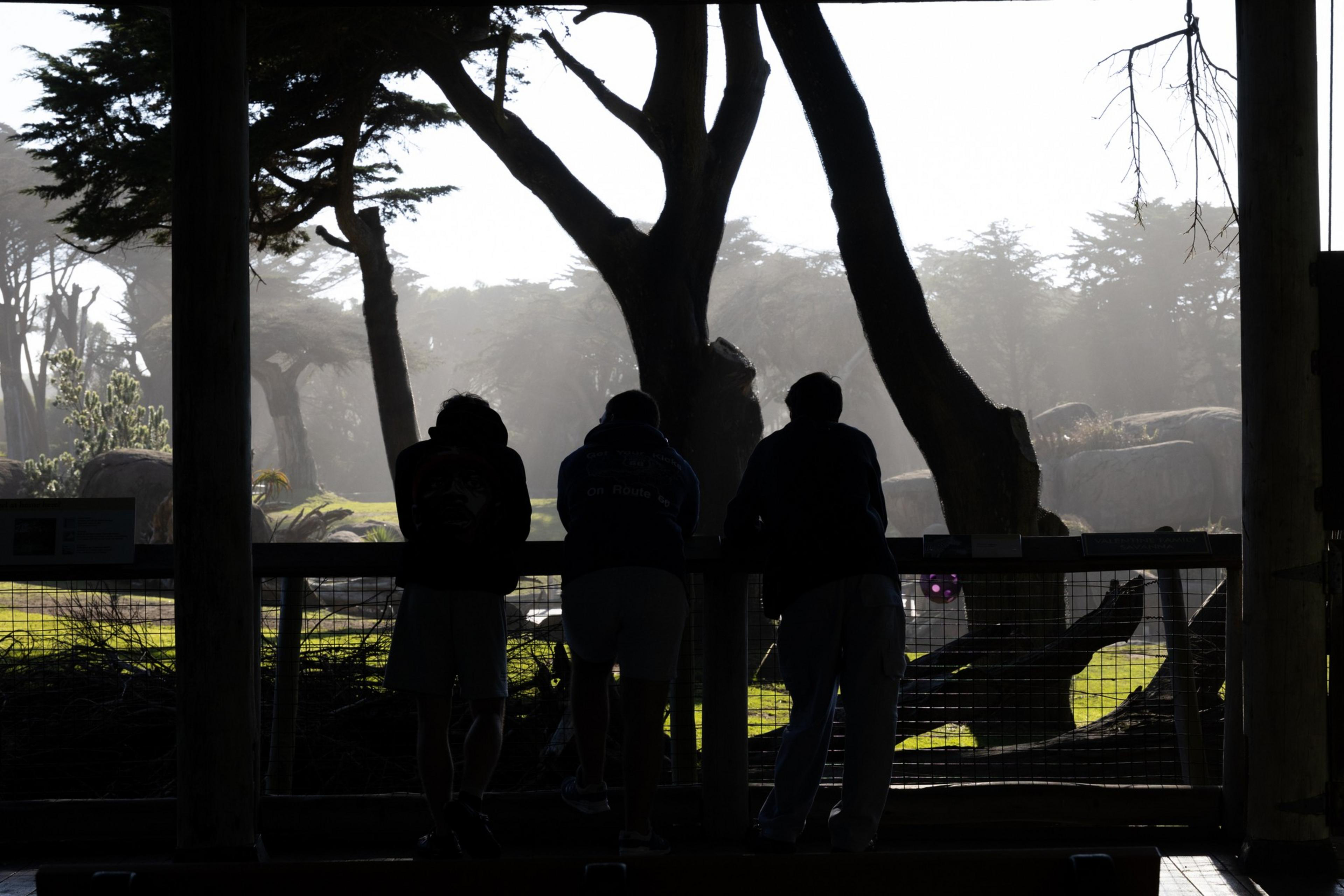 Three people stand silhouetted against a misty, tree-filled landscape, looking out over a grassy area framed by large trees and scattered rocks.