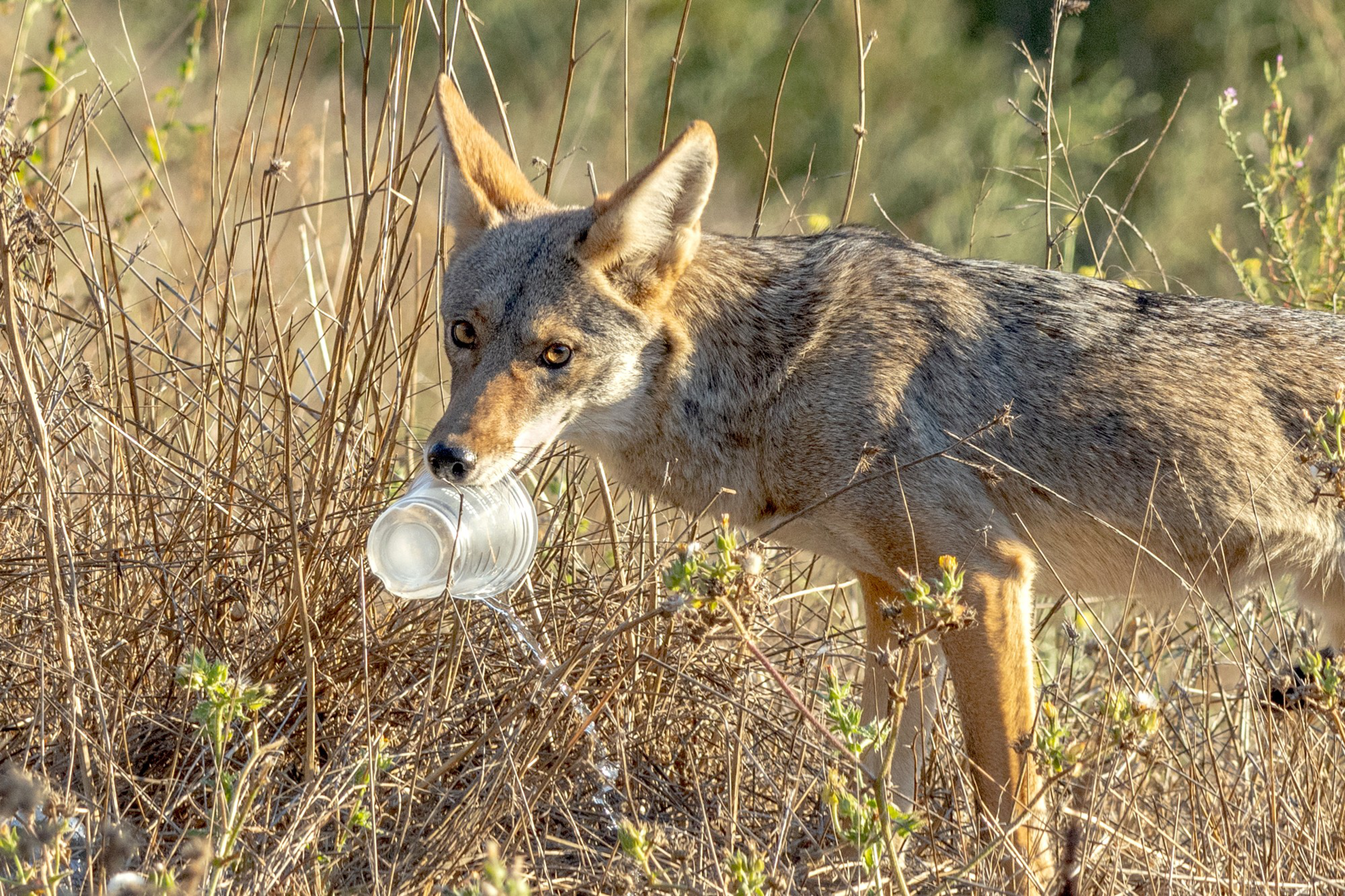 A coyote is holding a clear plastic cup in its mouth while standing in dry grass with some small green plants.