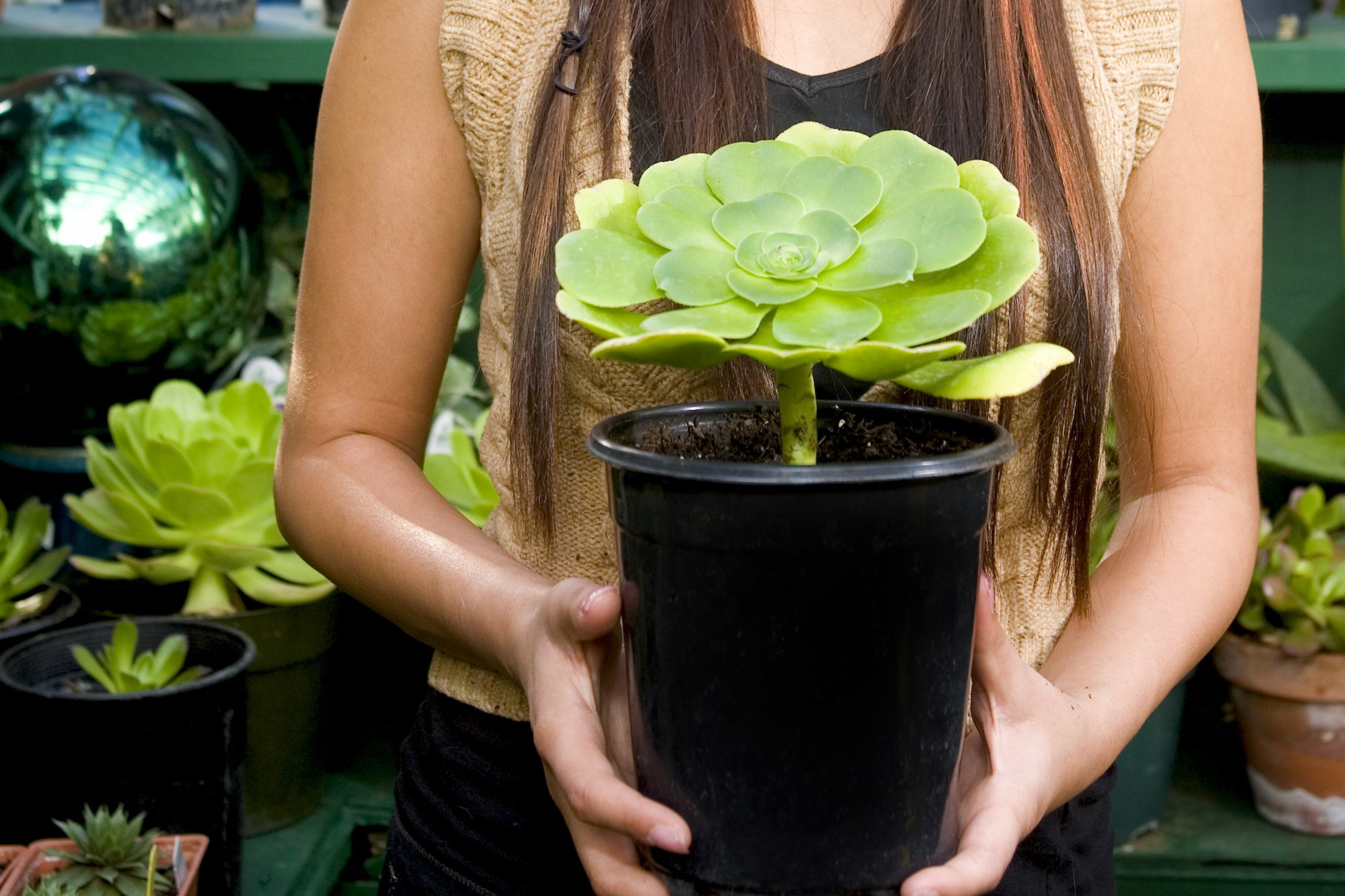 A person with long brown hair holds a black pot containing a large green succulent plant with broad, rounded leaves.