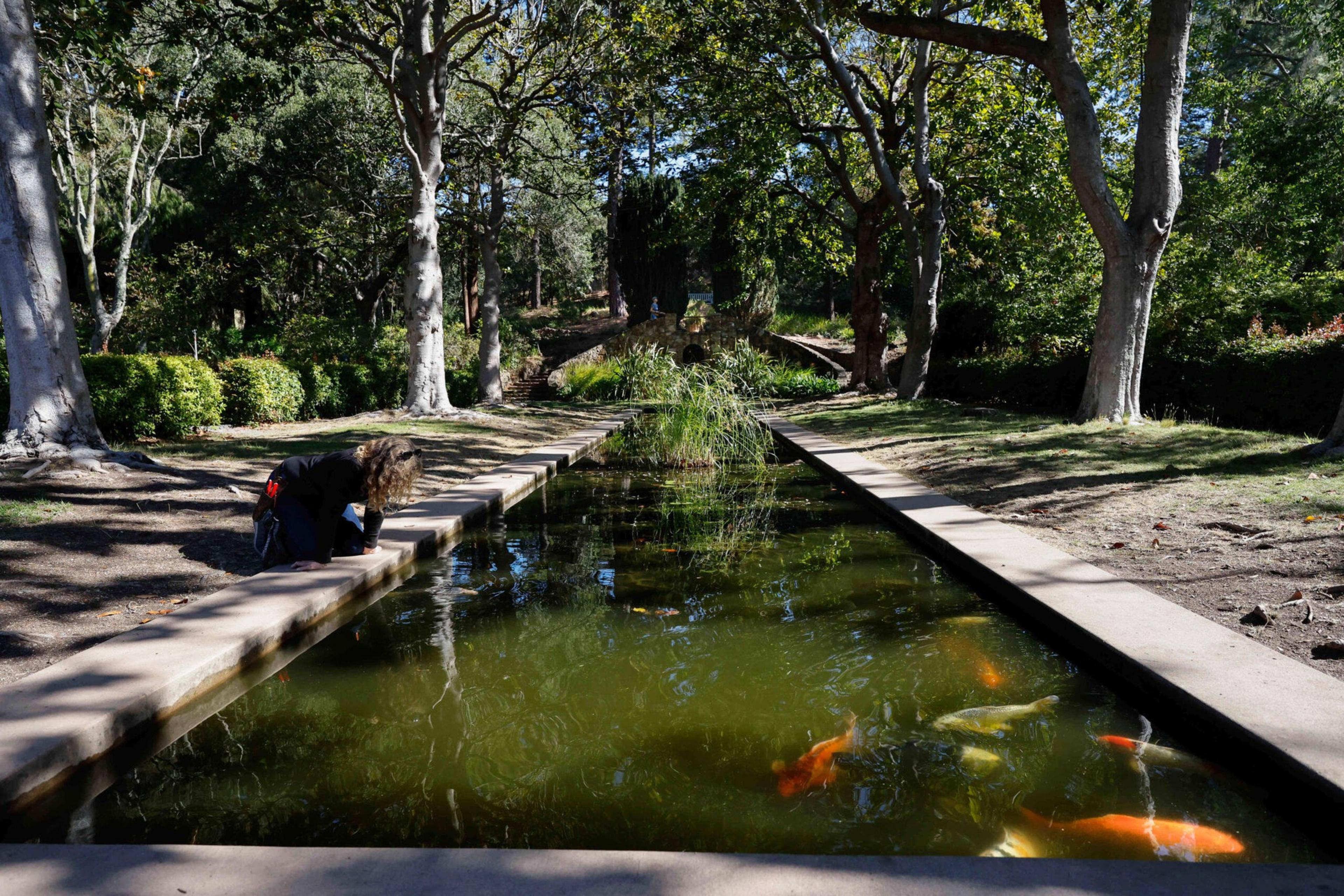 A person crouches by a narrow pond filled with colorful koi fish, surrounded by tall trees and lush greenery in a sunlit park.