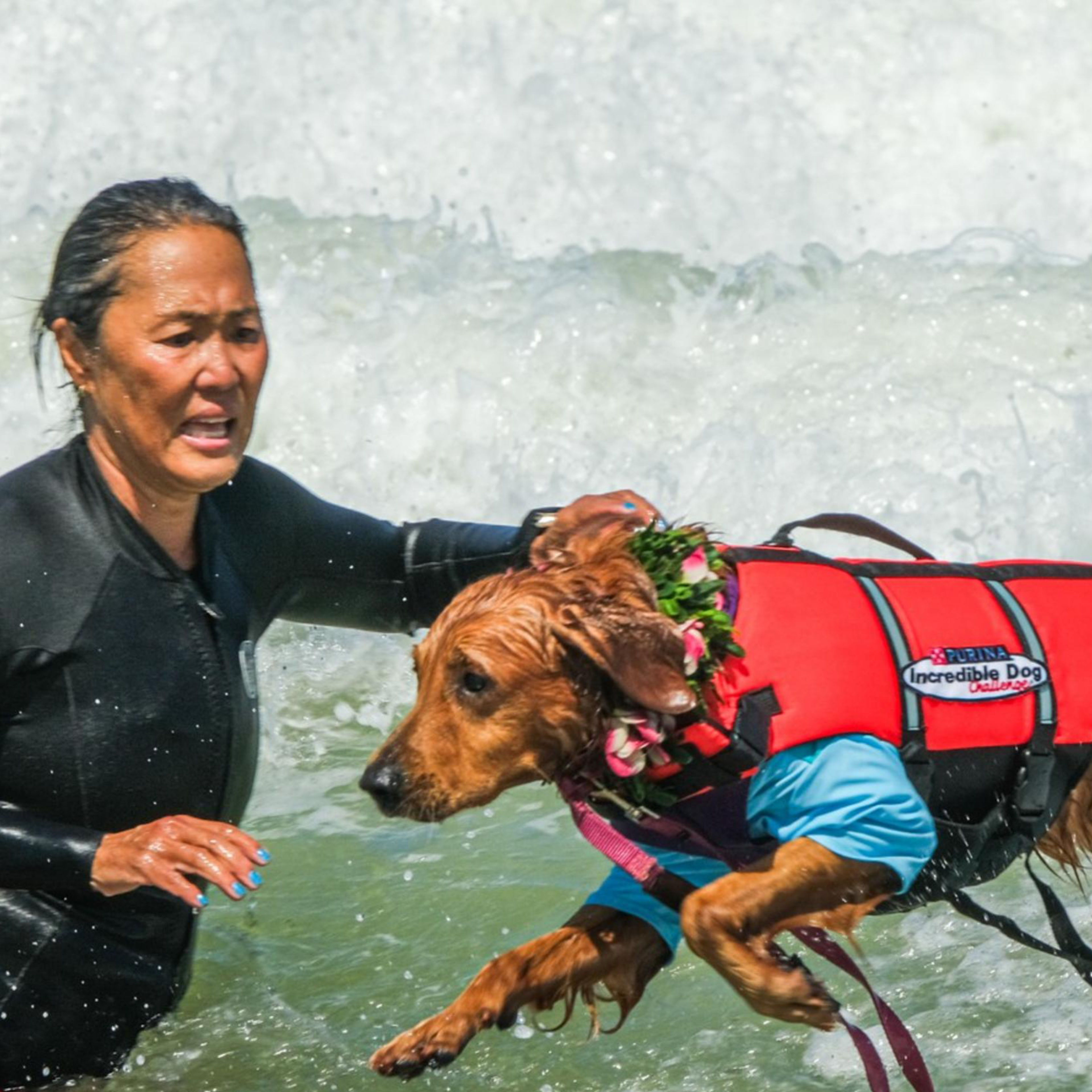 A person in a wetsuit helps a dog, wearing a life jacket, jump onto a surfboard in the waves.