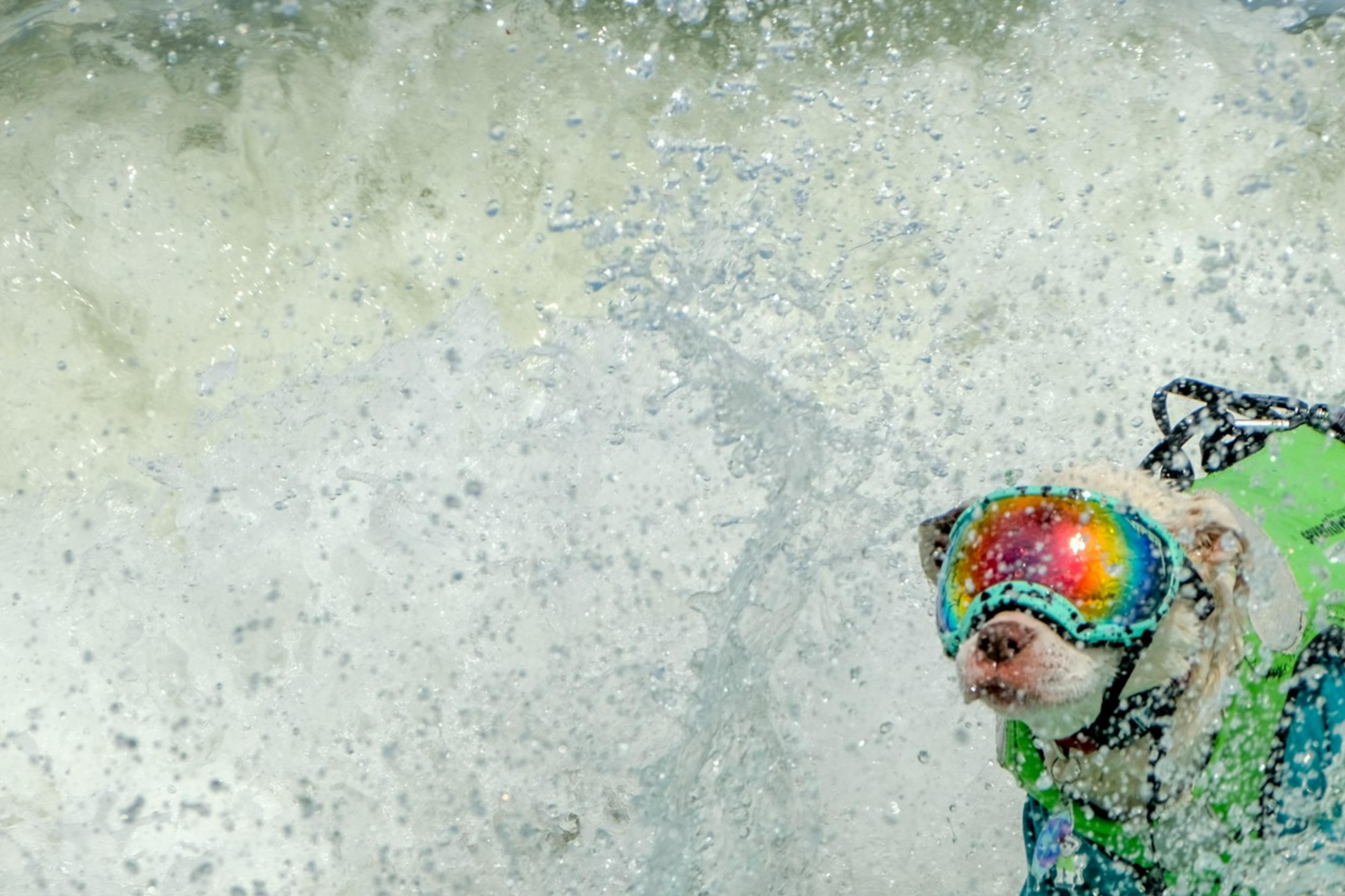 A dog wearing goggles and a life vest is actively surfing on a green surfboard, surrounded by splashing waves.