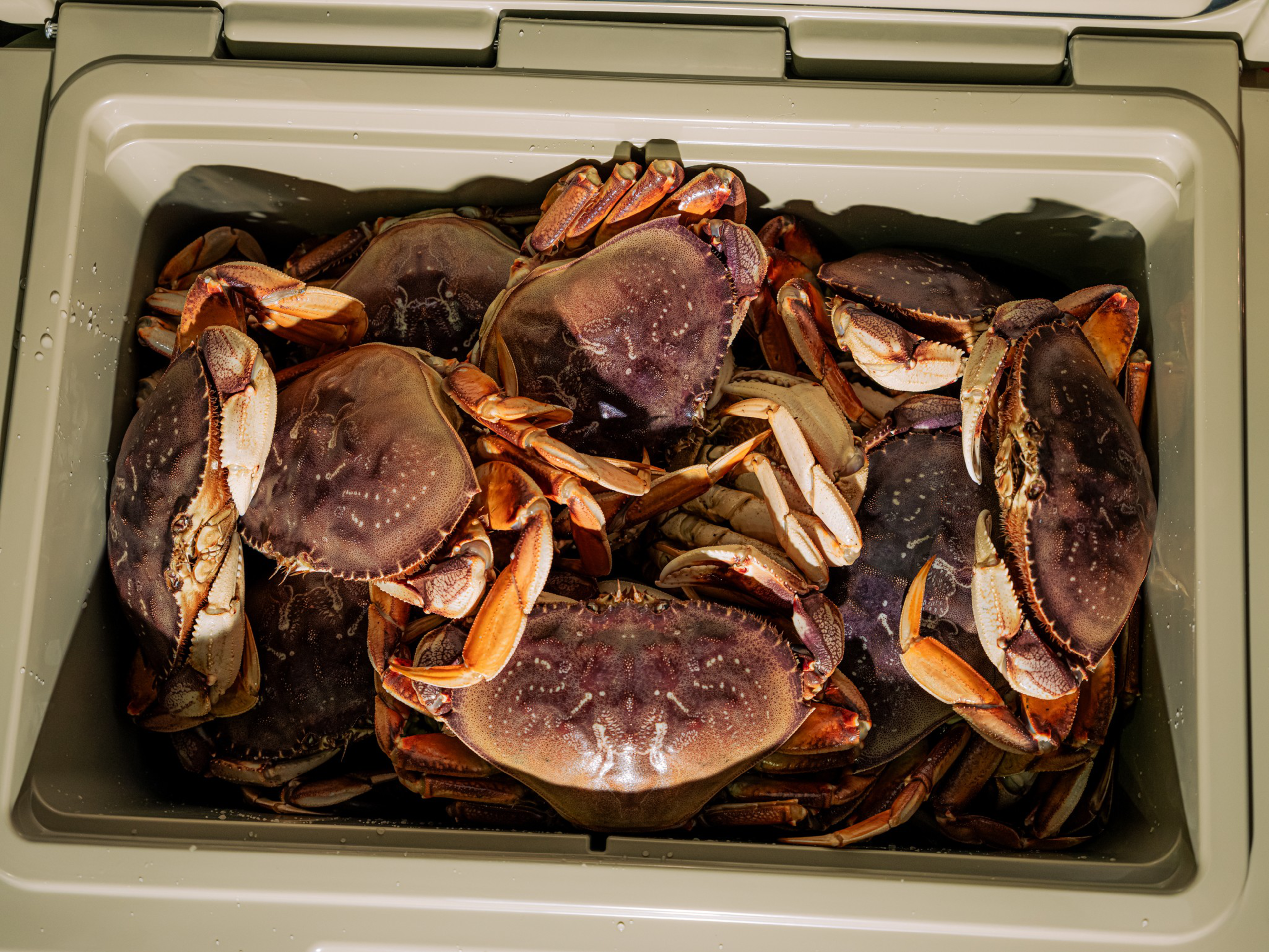 Dungeness die-hards line up in the dark for first-of-the-season