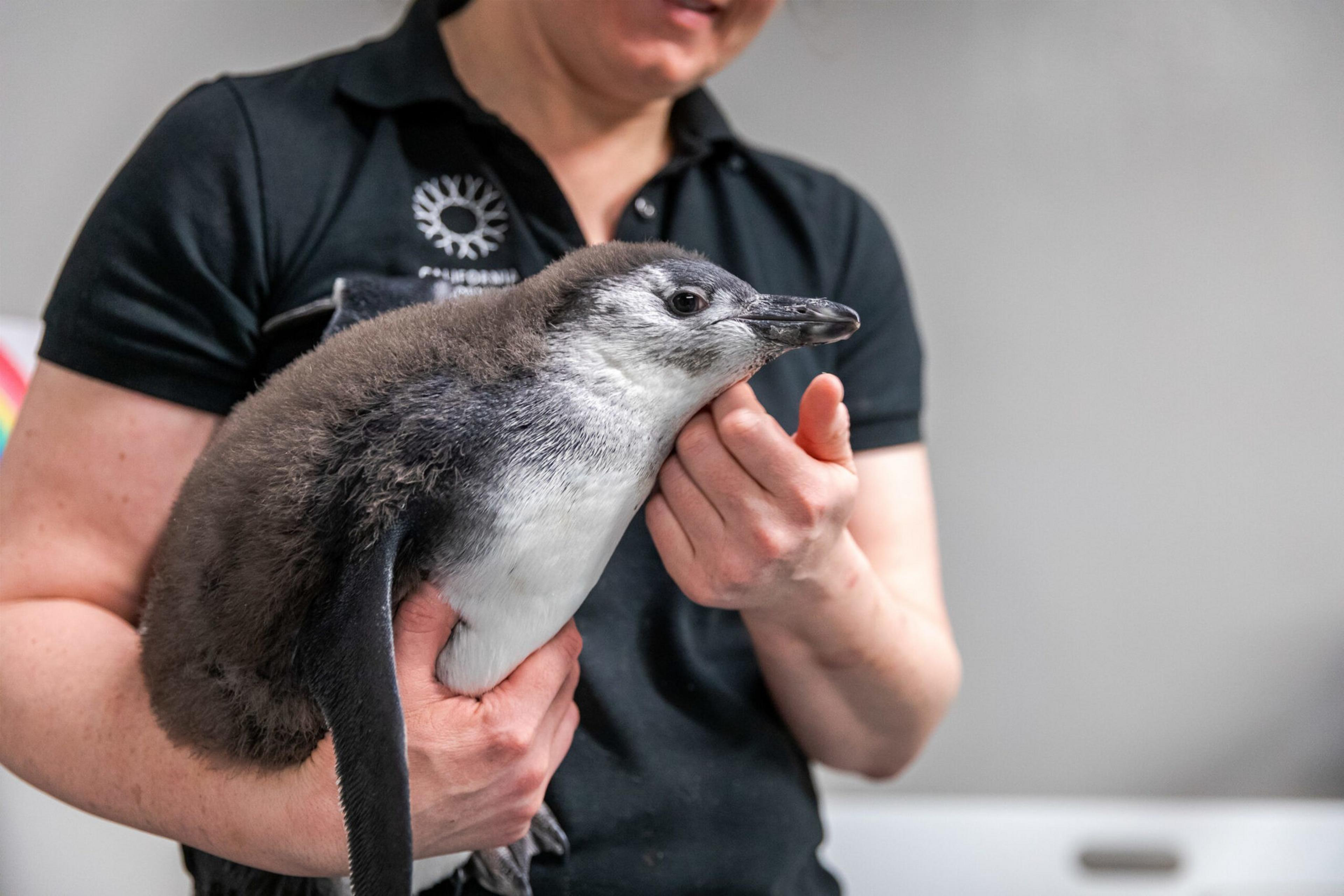 A person in a black shirt gently holds a young, fluffy penguin with gray and white feathers against a neutral background.