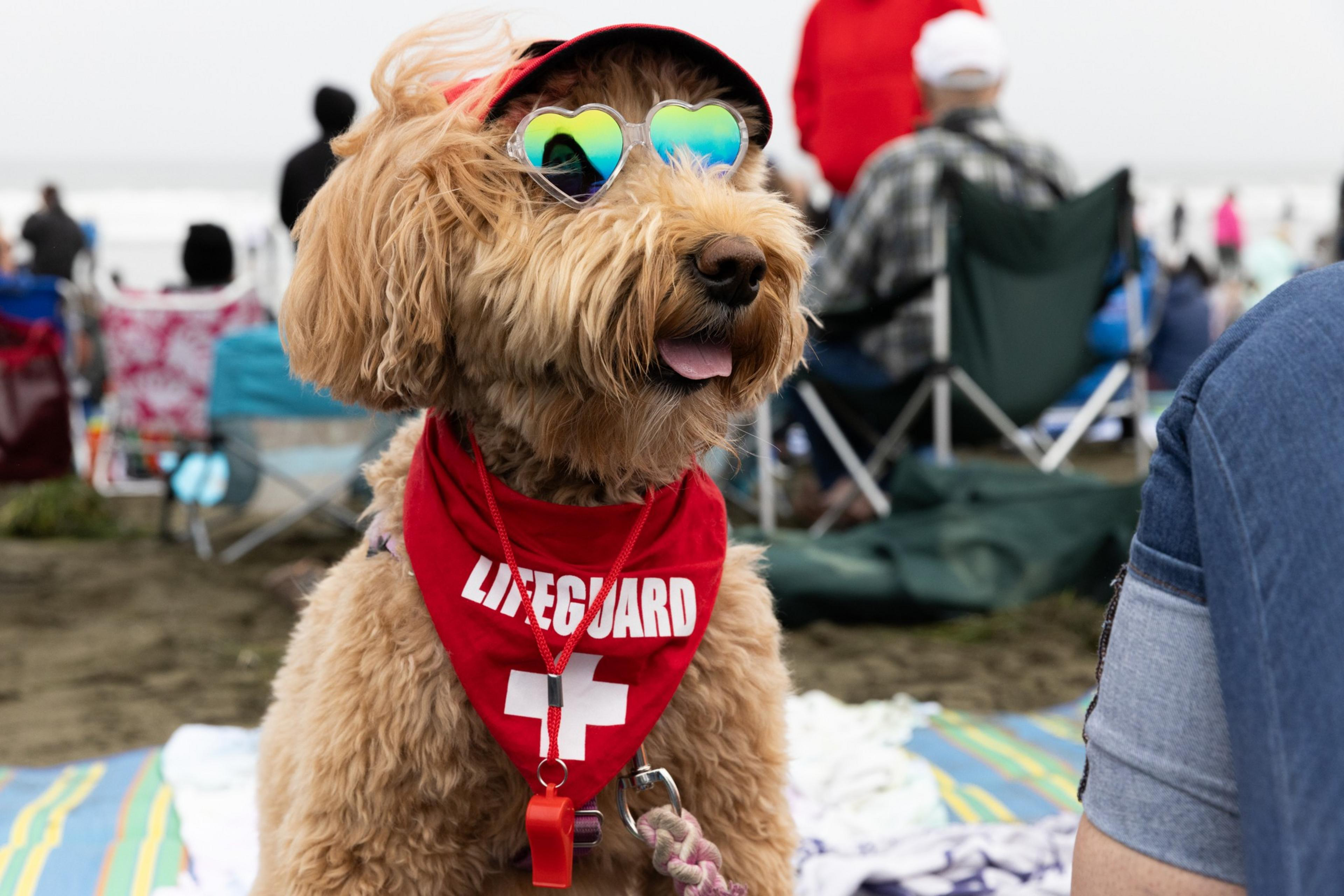 A fluffy dog in sunglasses and a red cap wears a &quot;Lifeguard&quot; bandana and a whistle. It's sitting outdoors with people and chairs in the background.