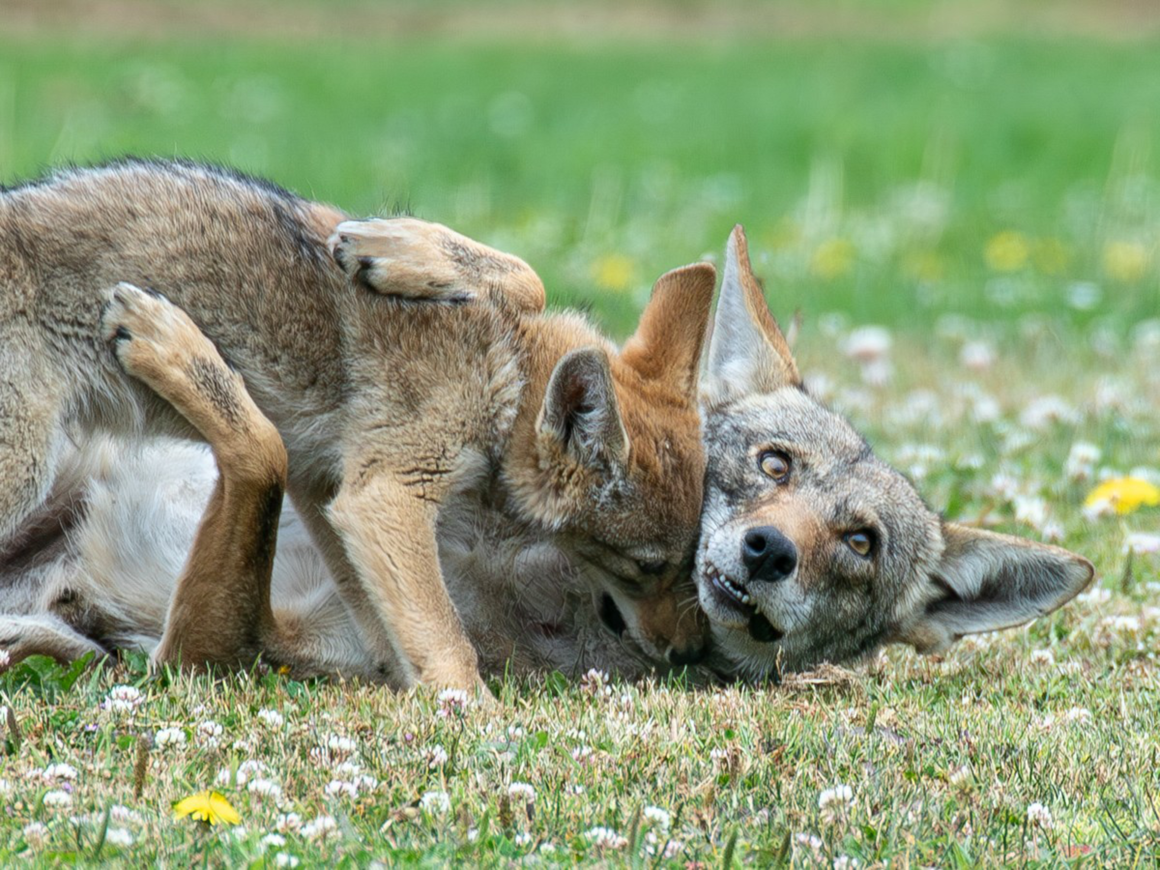 A playful puppy lays on top of an adult wolf in a field of grass and small white flowers, their bodies cuddling closely together.