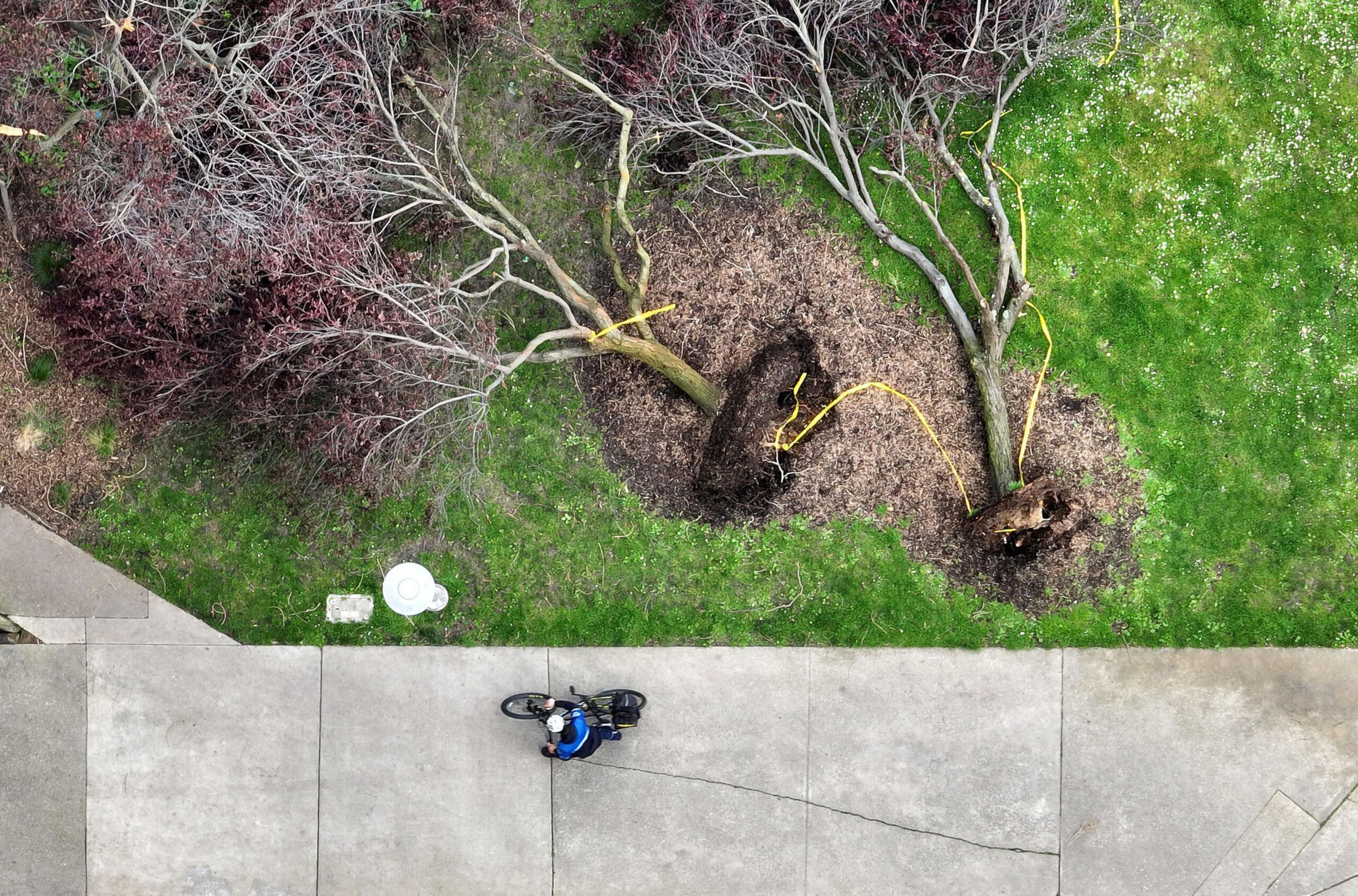 Two uprooted trees lie on grass with yellow straps around their trunks, while a person on a bicycle rides on the adjacent concrete pathway below.