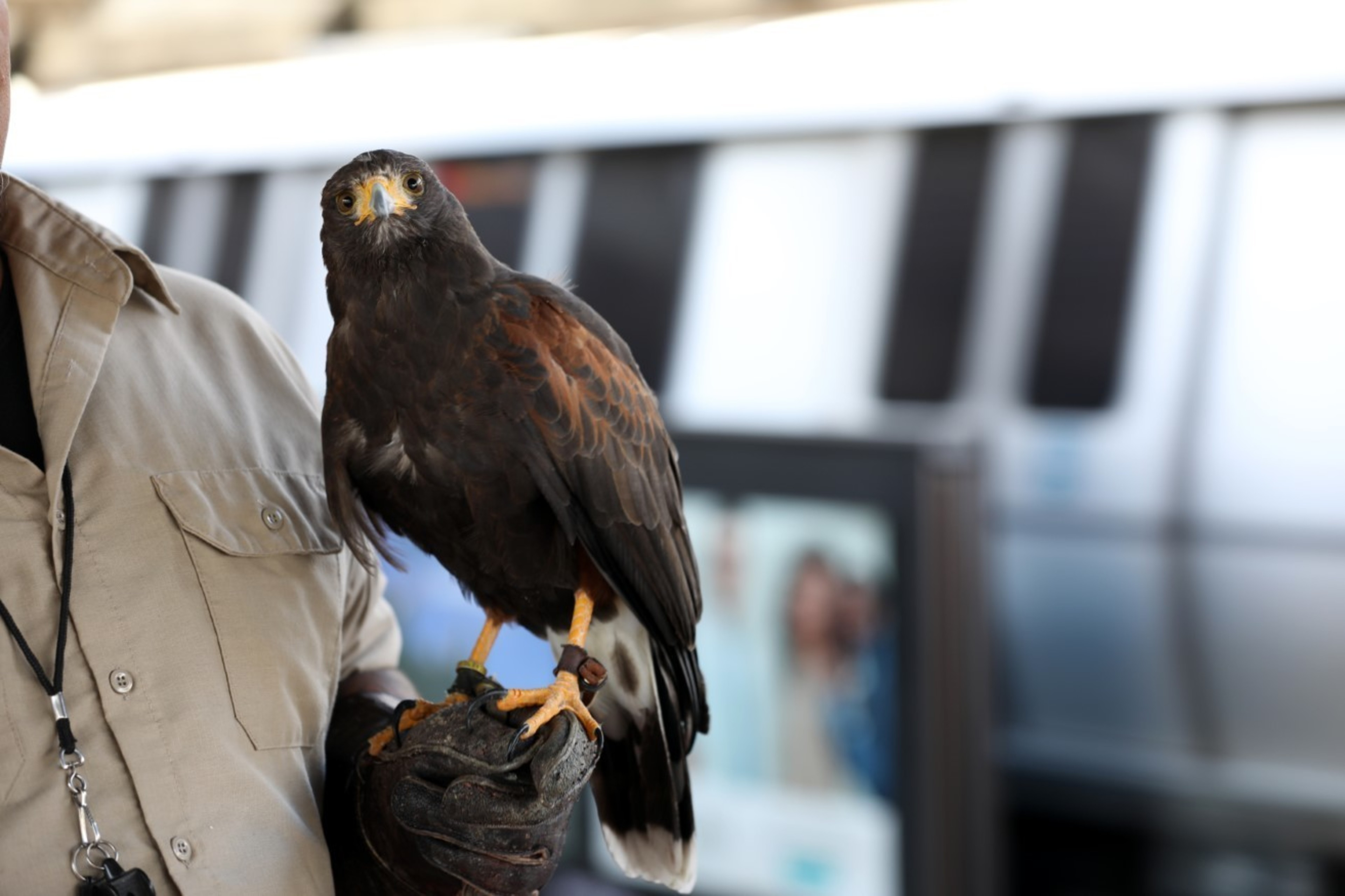 A person wearing a beige uniform and gloves is holding a brown hawk on their hand. The background is blurred, showing a metallic structure and a signage.