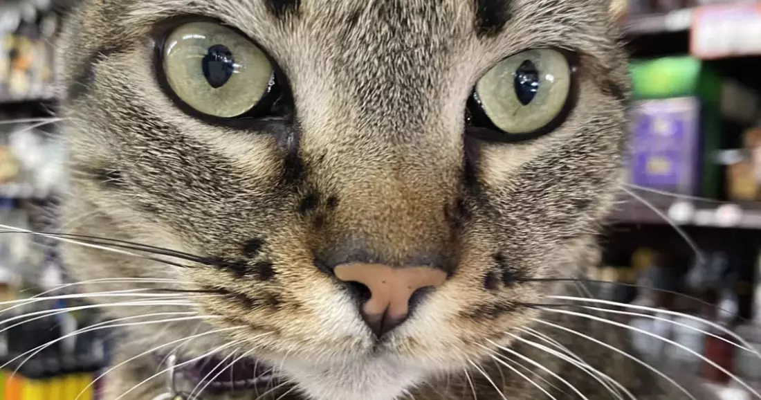 San Francisco’s KitKat: Killed by  Waymo, commercialized by crypto