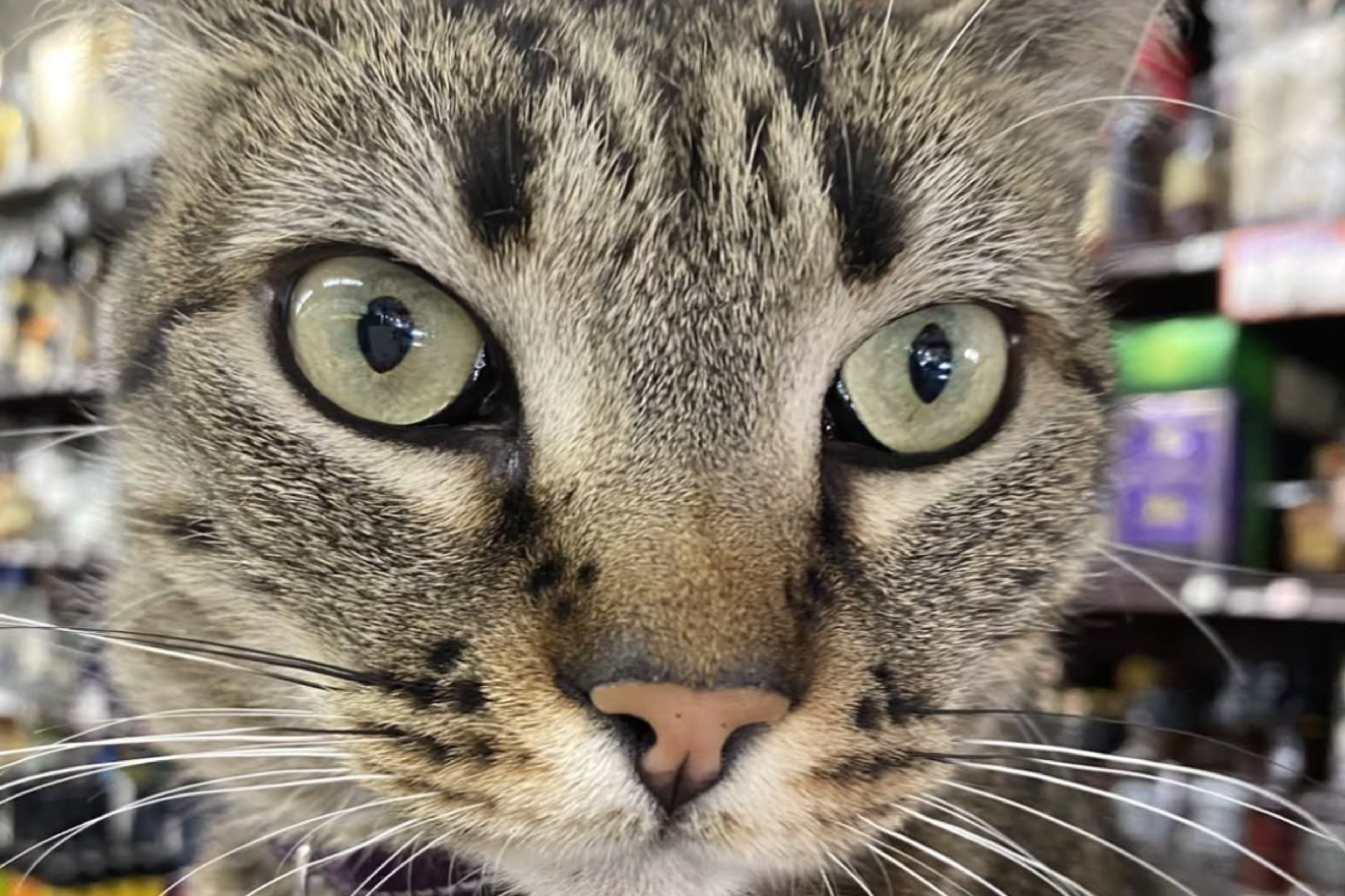 A close-up of a tabby cat with green eyes, a pink nose, black markings, and a collar with a bell, set against a blurred store background.